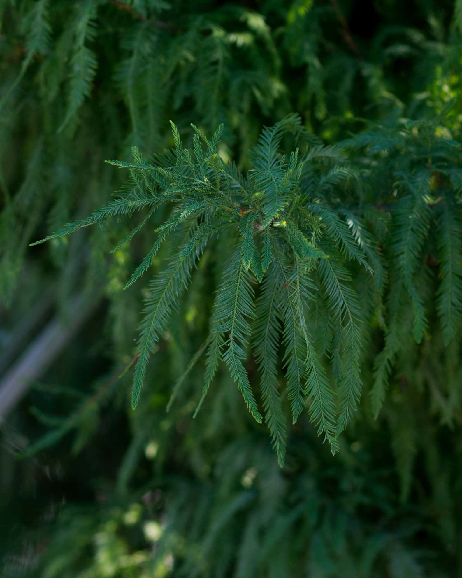 Bald Cypress Lindsey's Skyward - Image 5