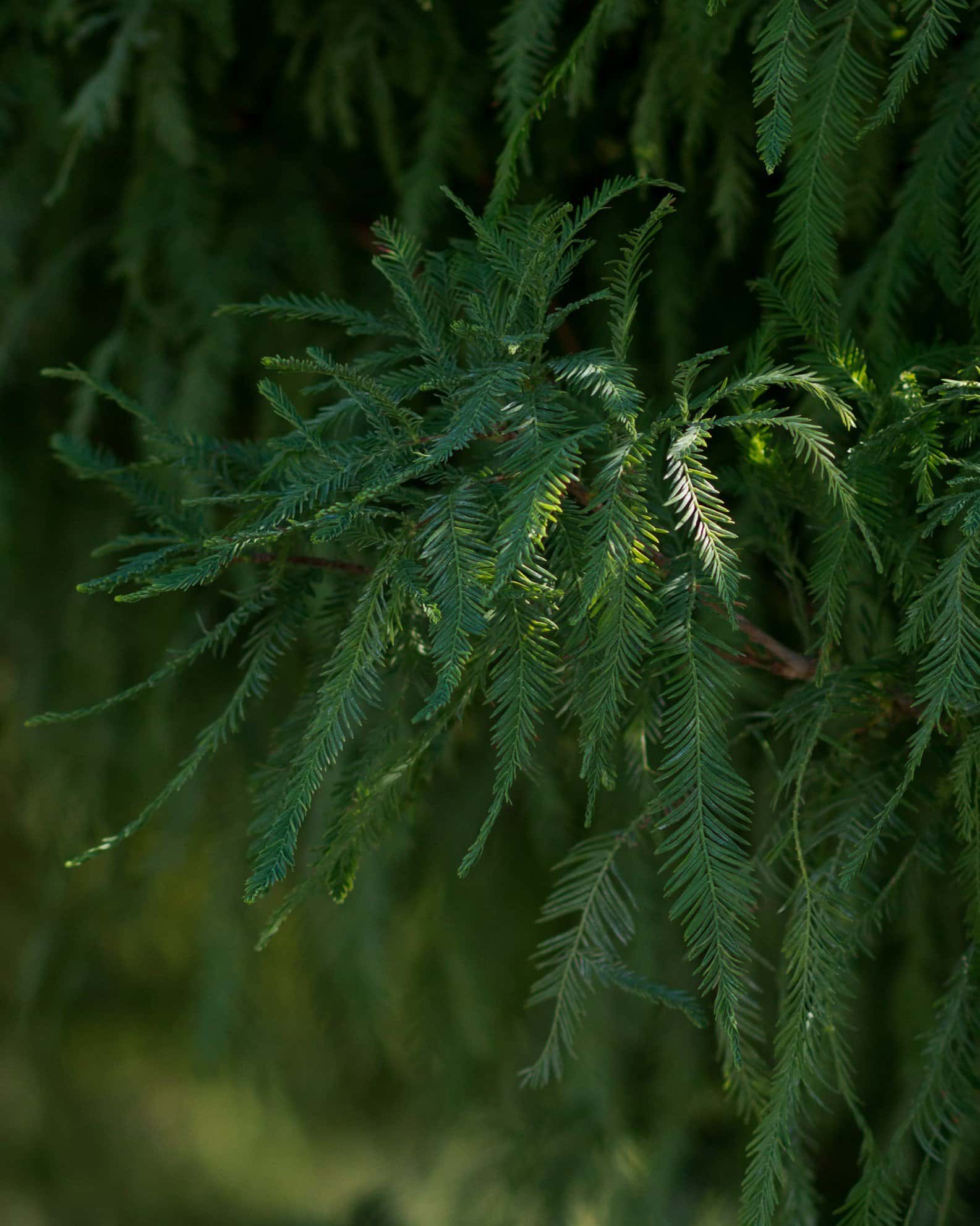 Bald Cypress Lindsey's Skyward - Image 6