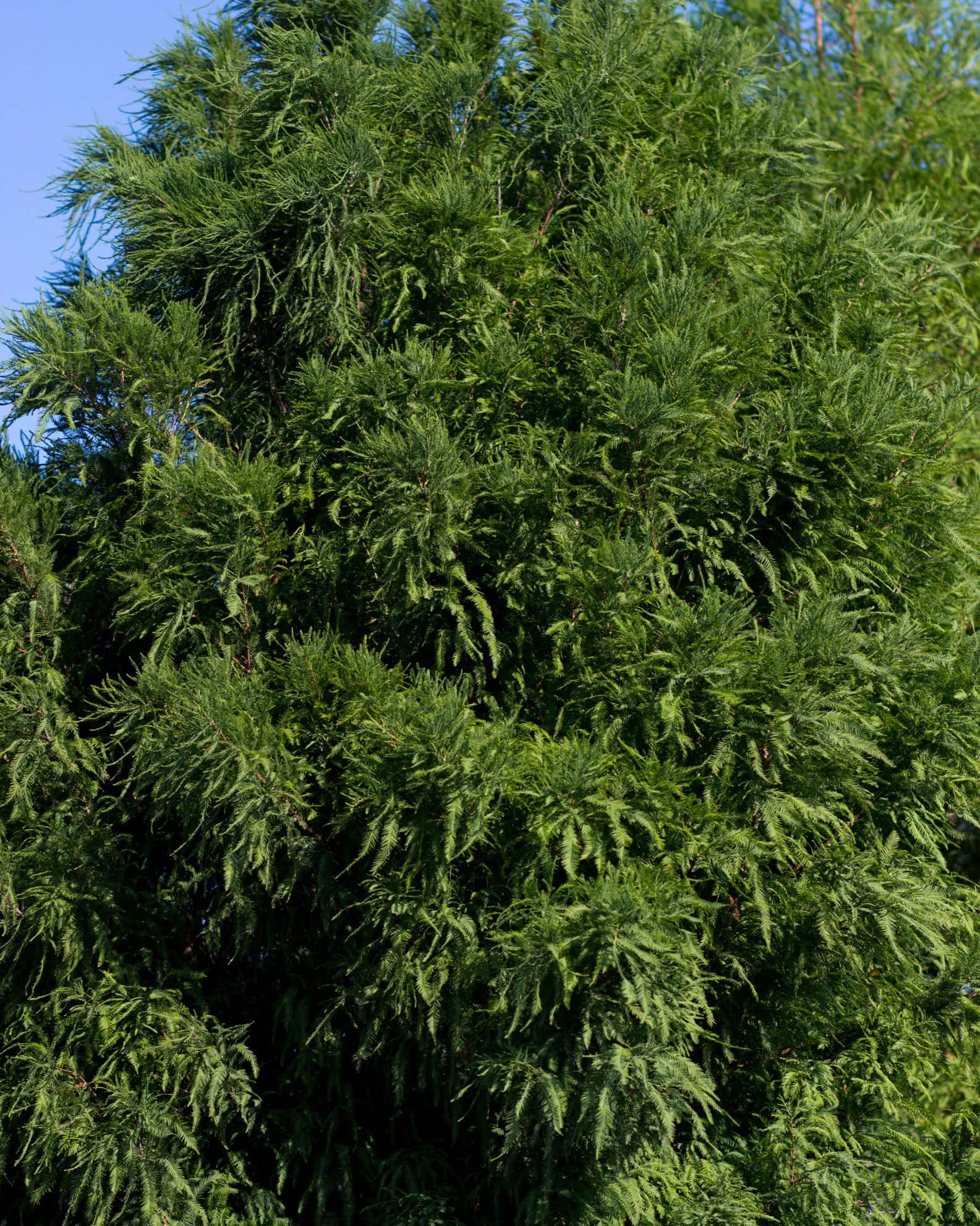 Bald Cypress Lindsey's Skyward - Image 7