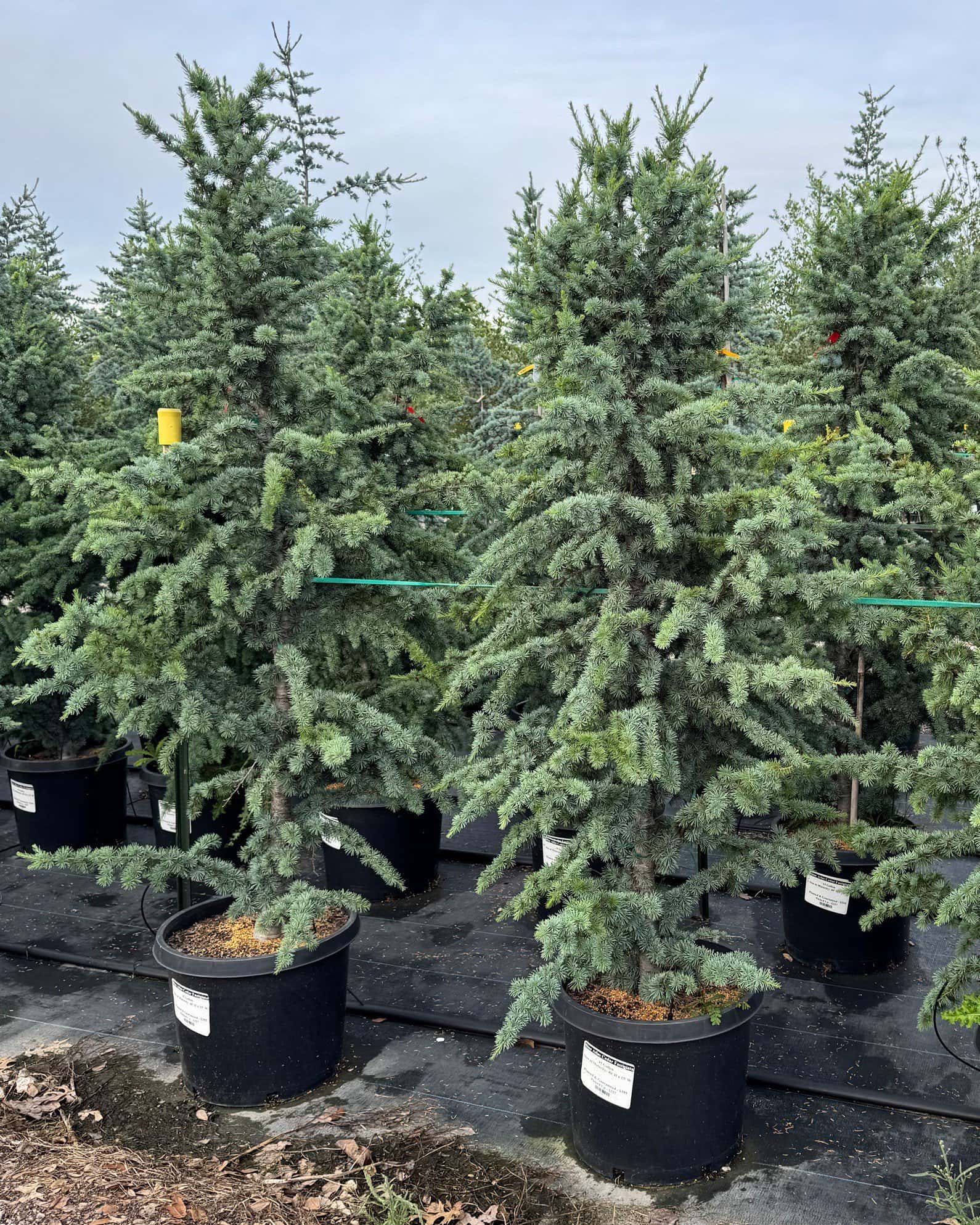 Blue Atlas Cedar Fastigiata - Image 5