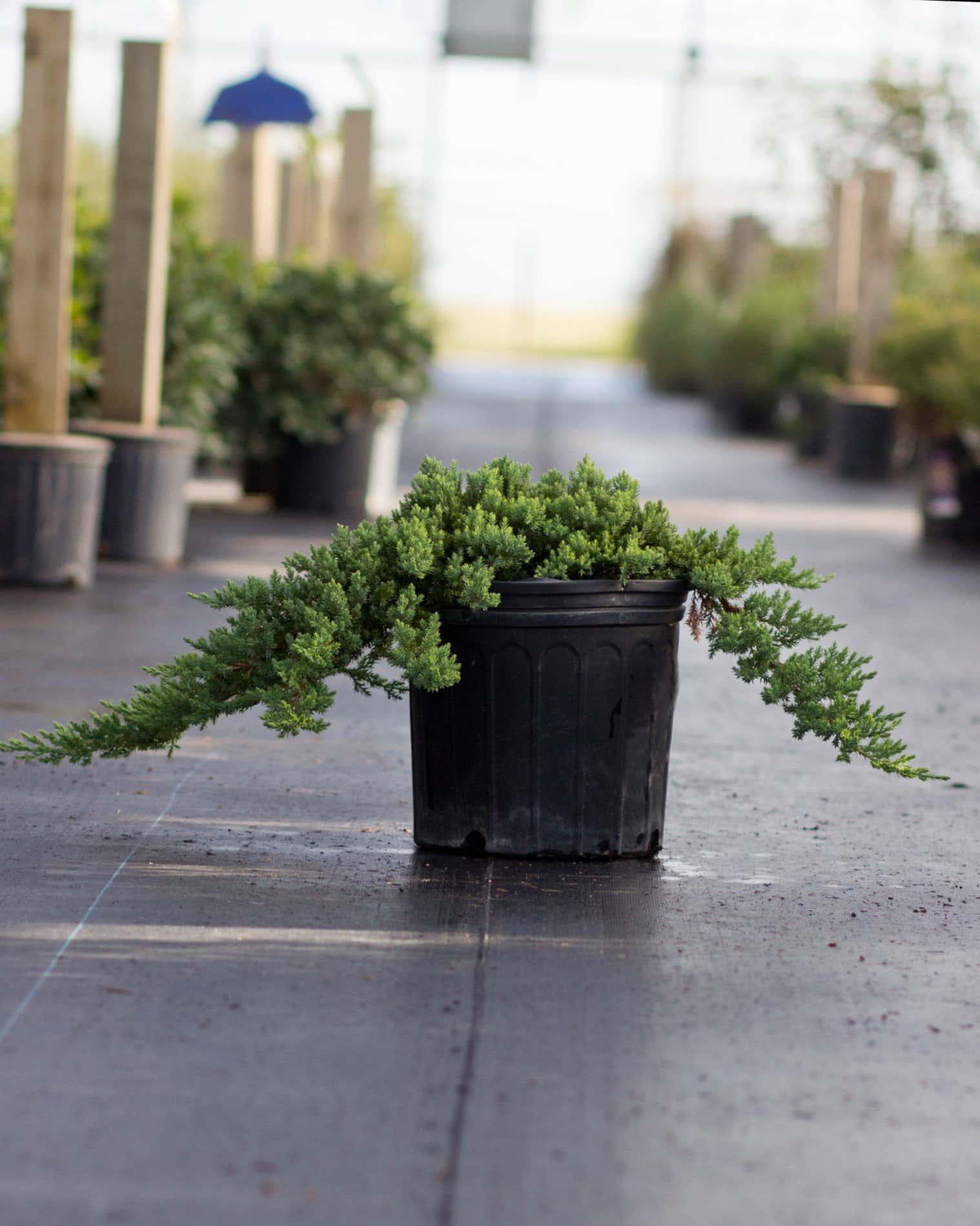 Blue Rug Juniper - Main Image