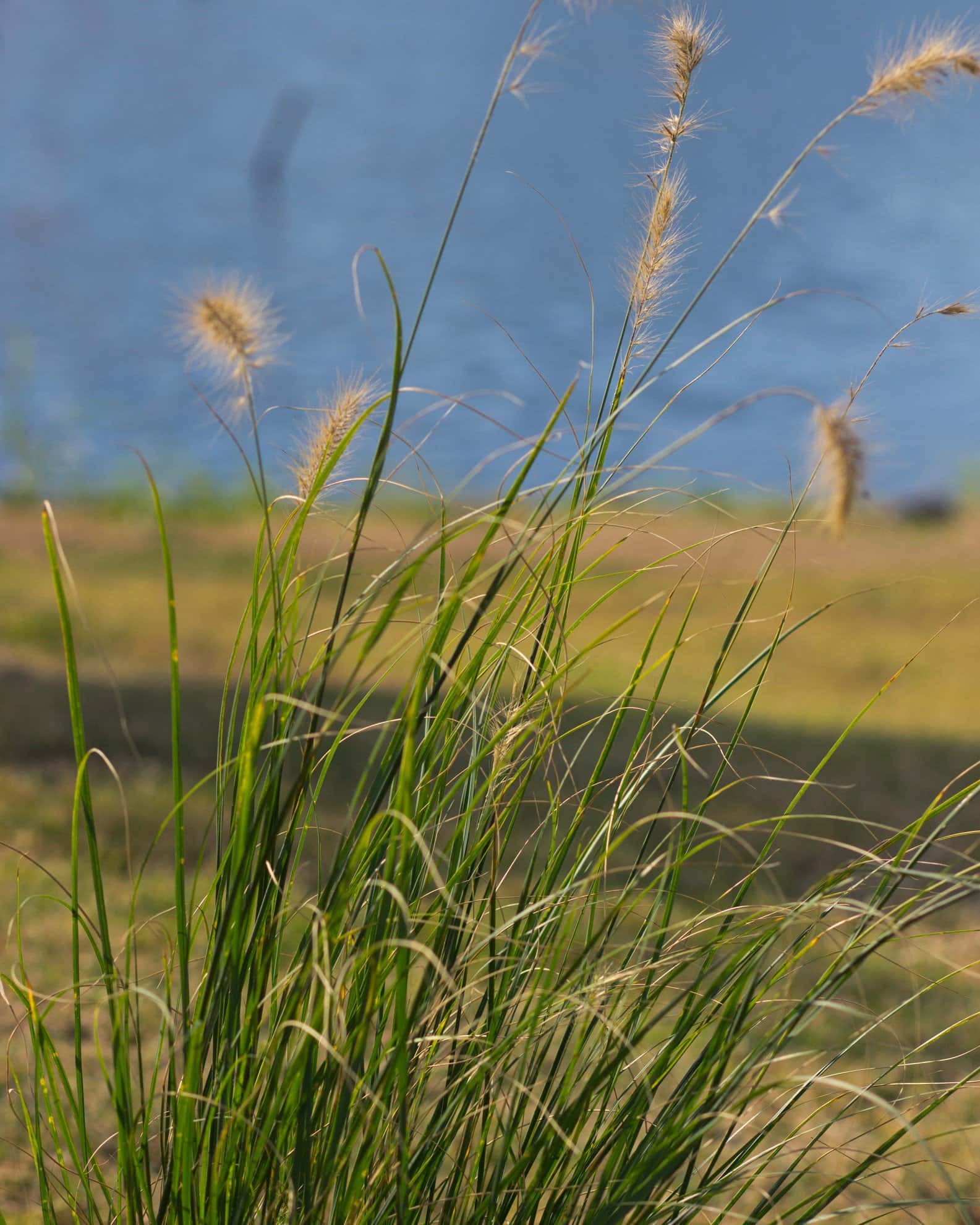 Cassian Fountain Grass - Image 7