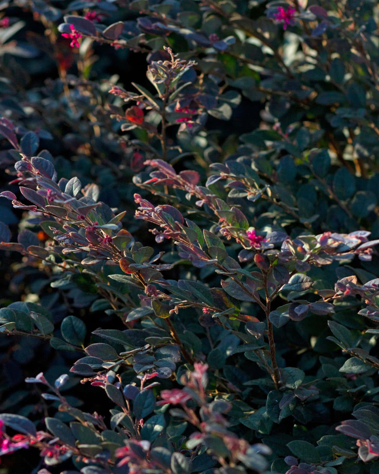 Cerise Charm Loropetalum - Image 6