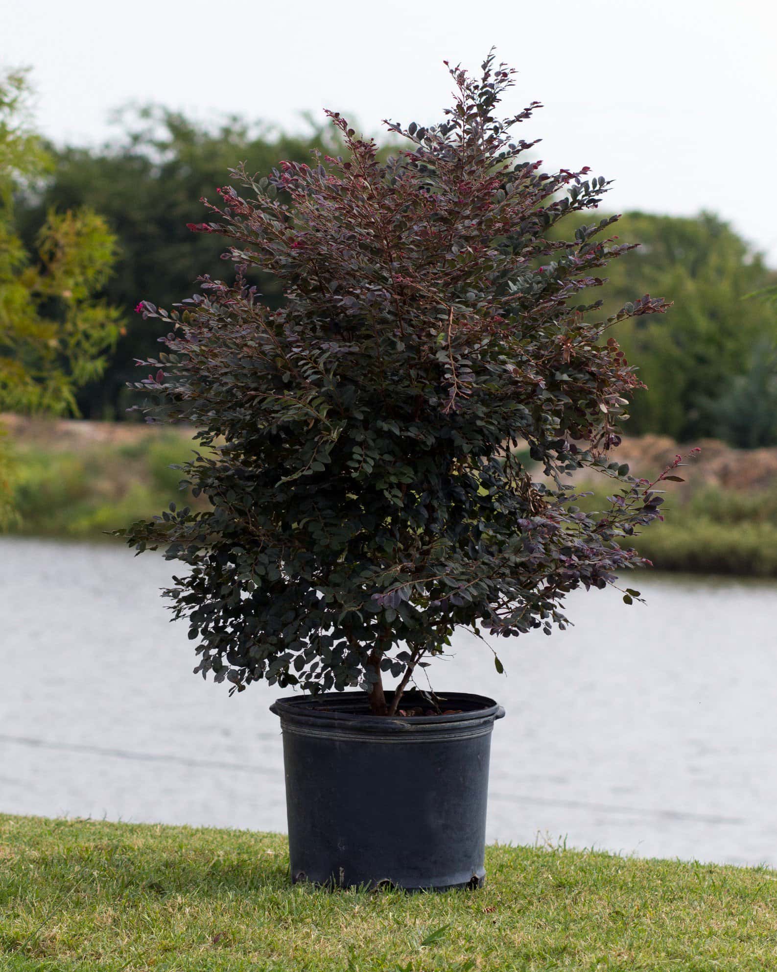 Cerise Charm Loropetalum - Image 7