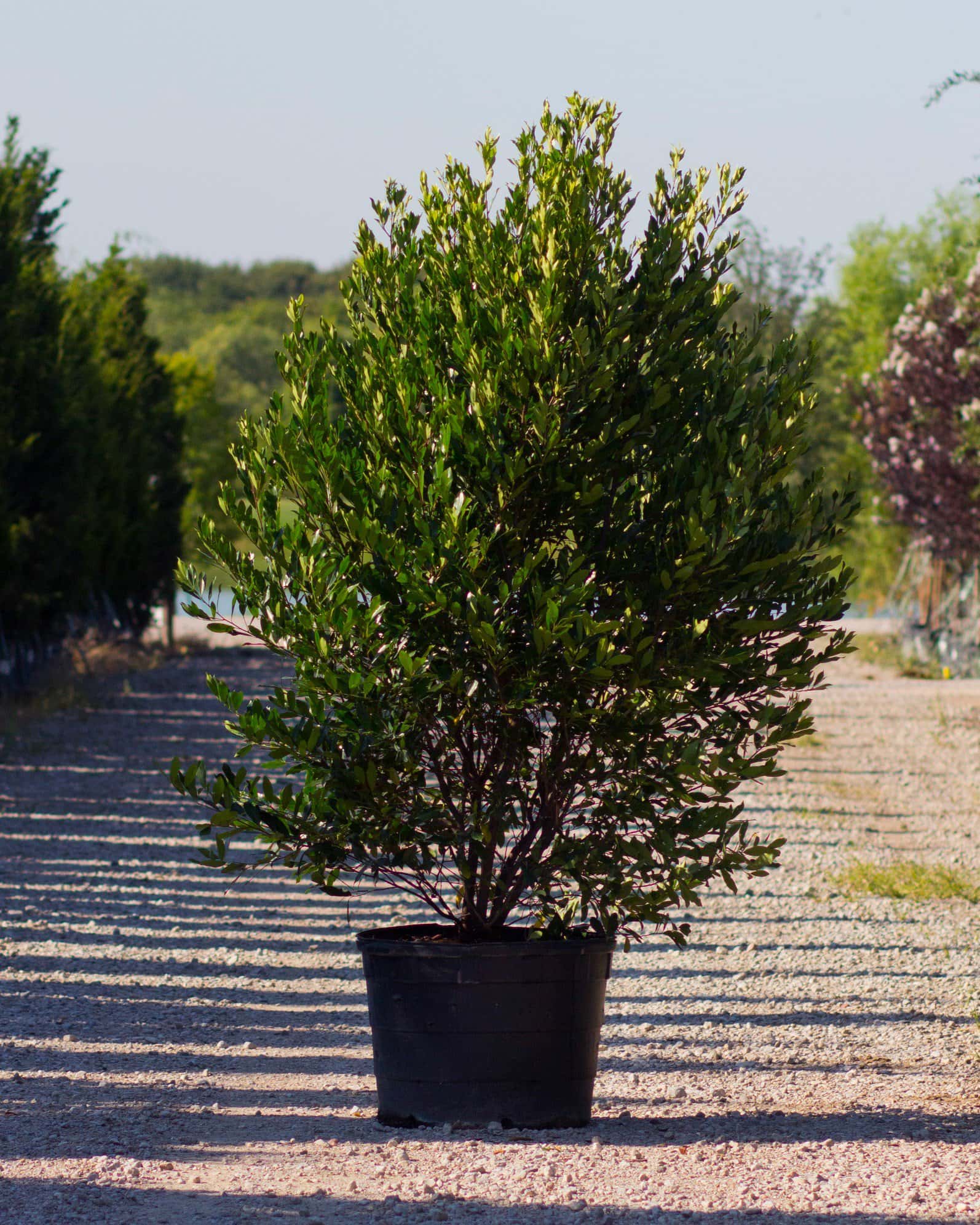 Cherry Laurel Bright 'N Tight - Main Image
