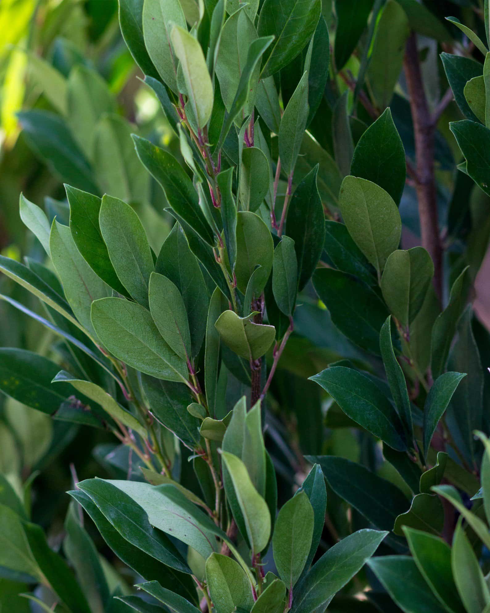 Cherry Laurel Everbrite - Image 1