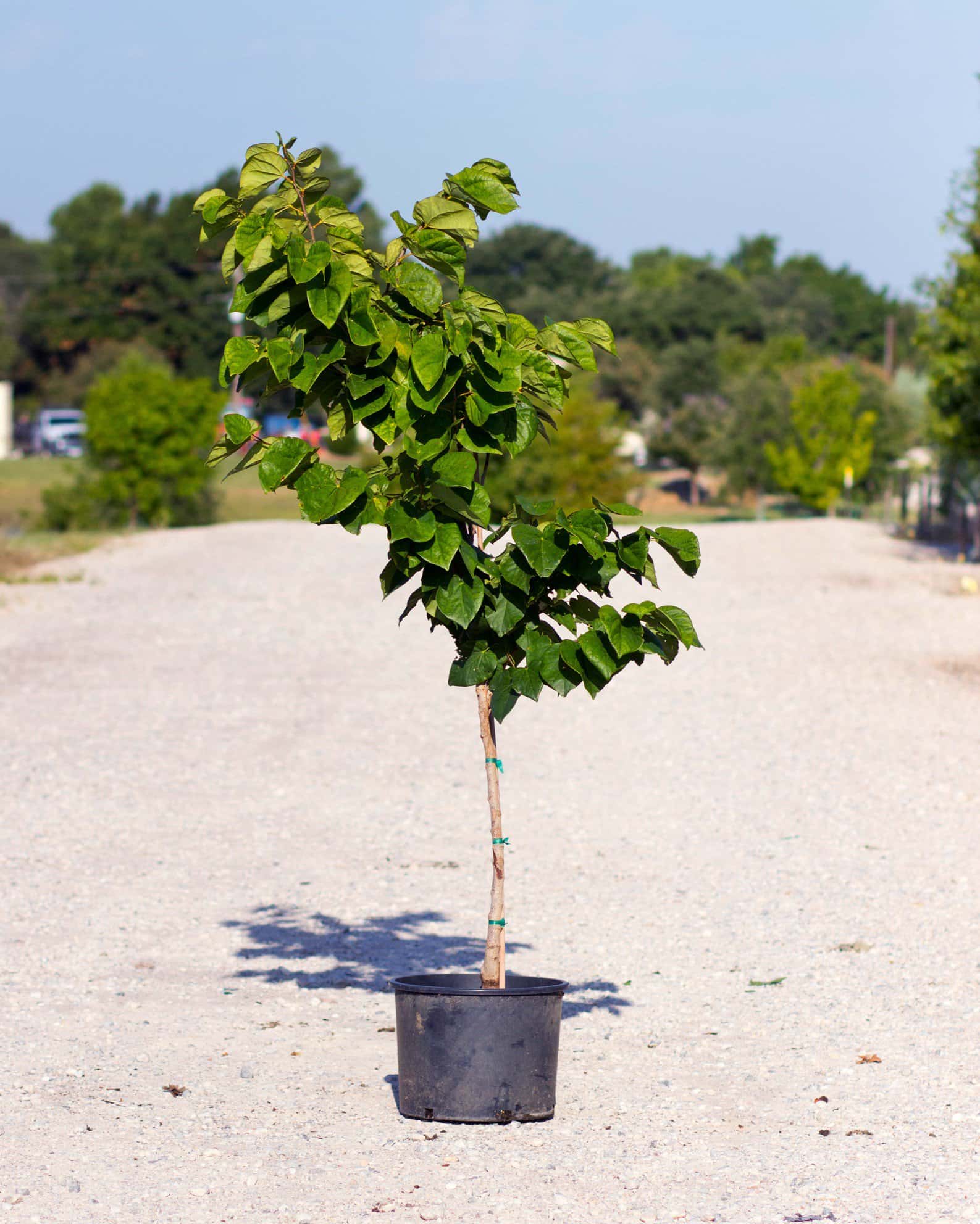 Bubble Gum Redbud - Main Image