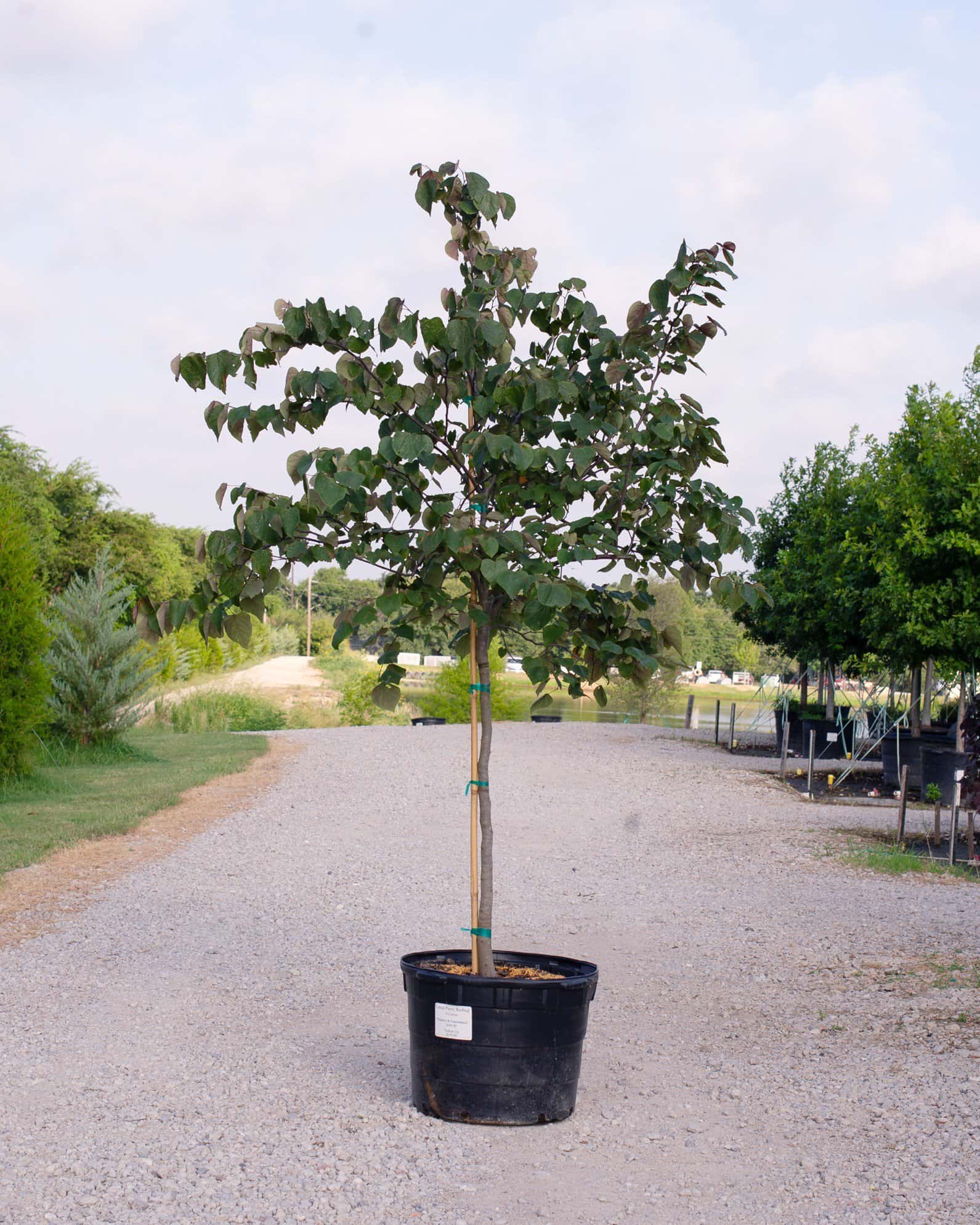 Forest Pansy Redbud - Main Image