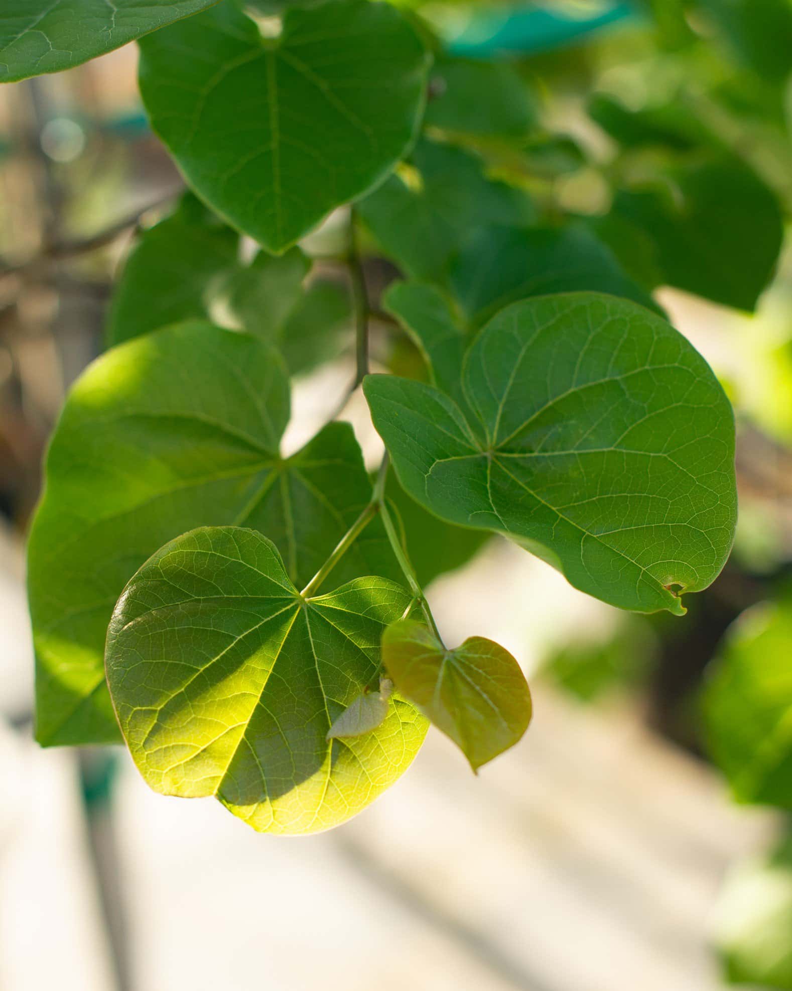 Pink Pom Poms Redbud - Main Image