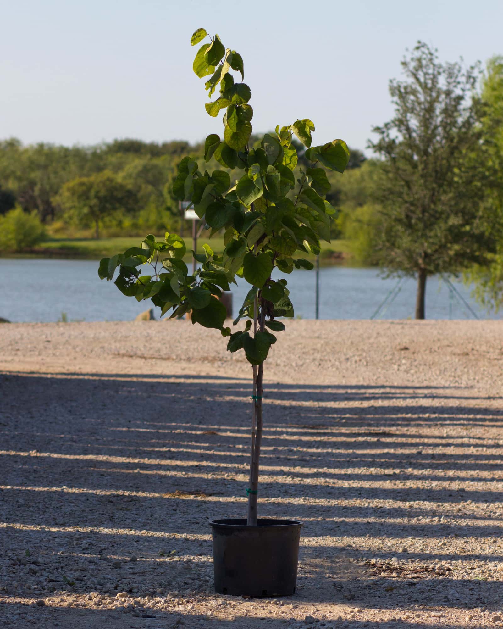 Royal White Redbud - Main Image