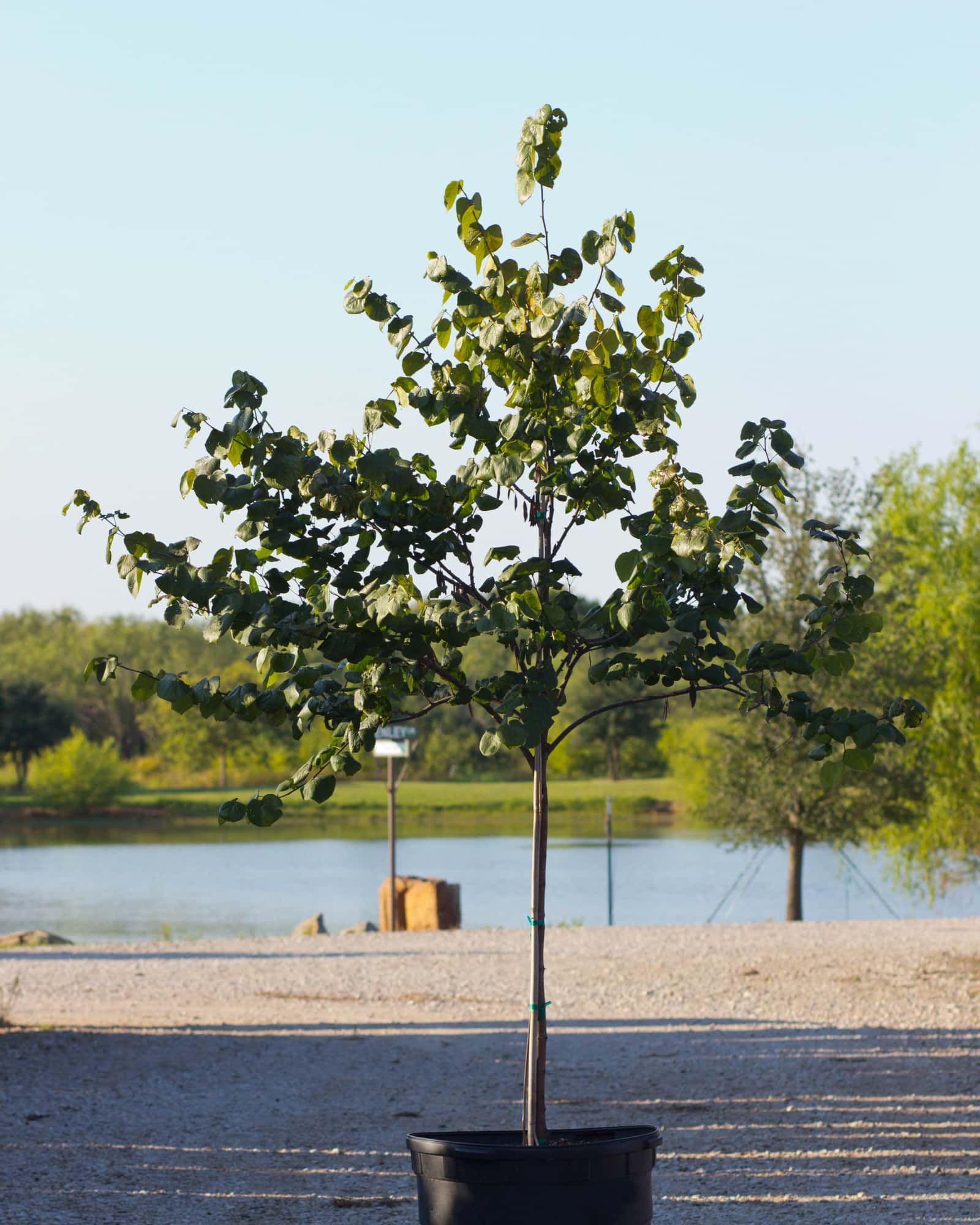 Texas Redbud - Main Image