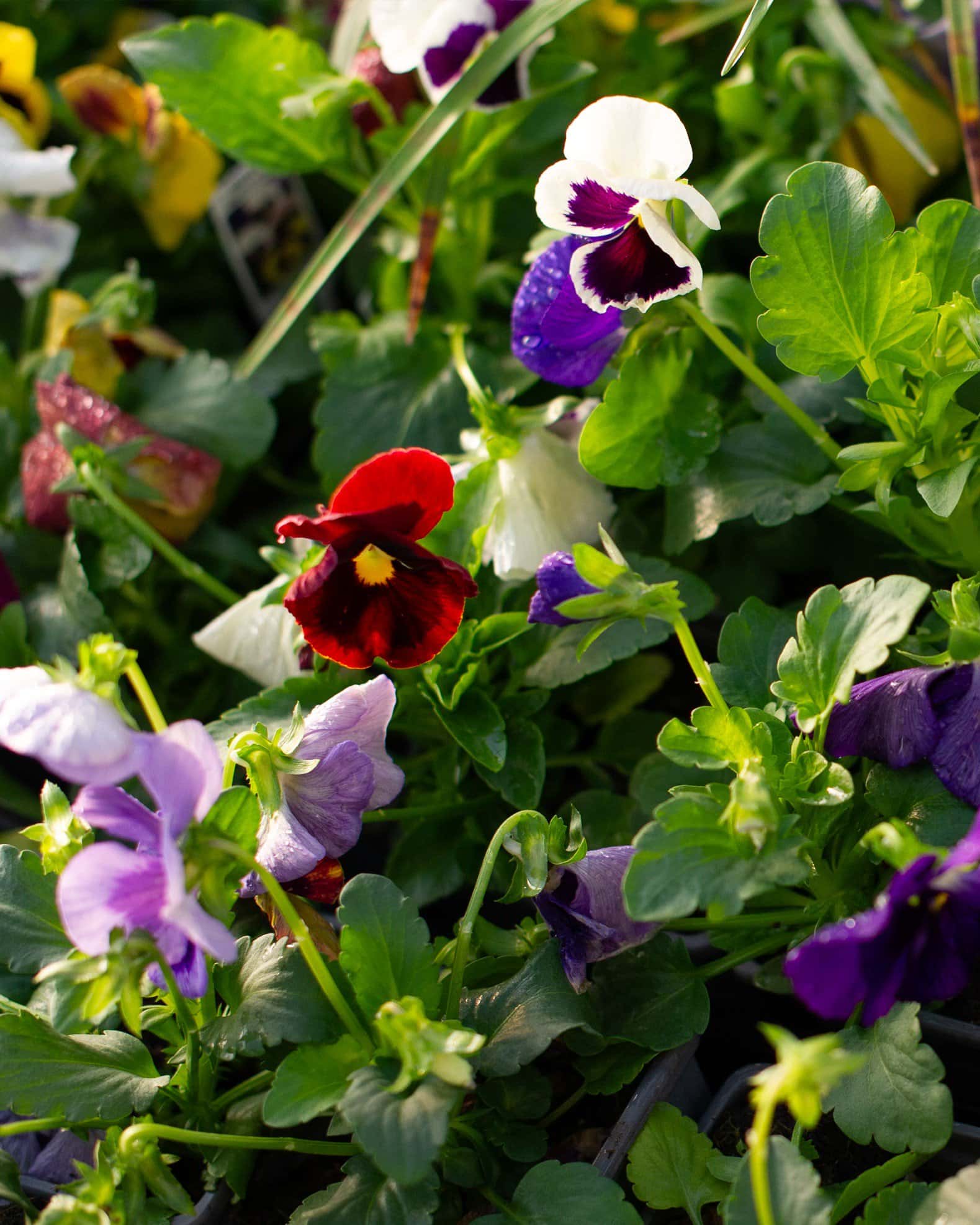 Matrix Blotch Mix Pansy - Image 2