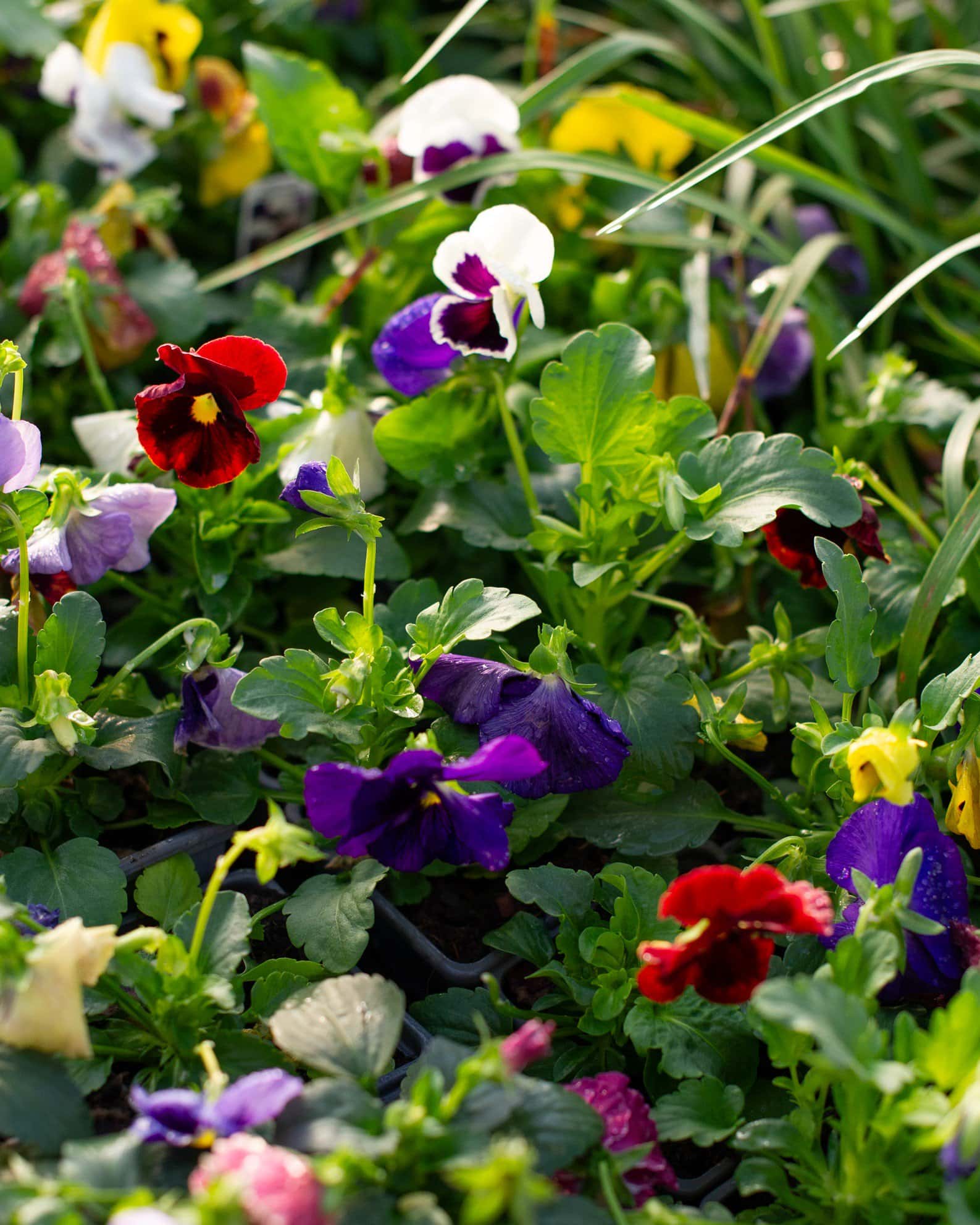 Matrix Blotch Mix Pansy - Image 3