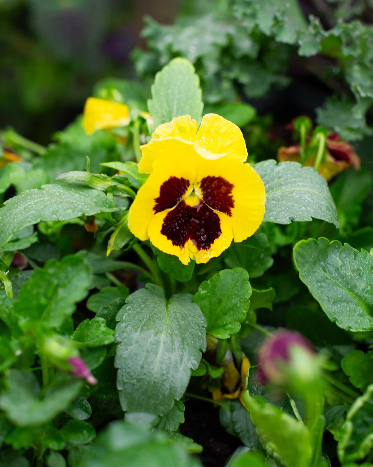 Matrix Blotch Mix Pansy - Image 4