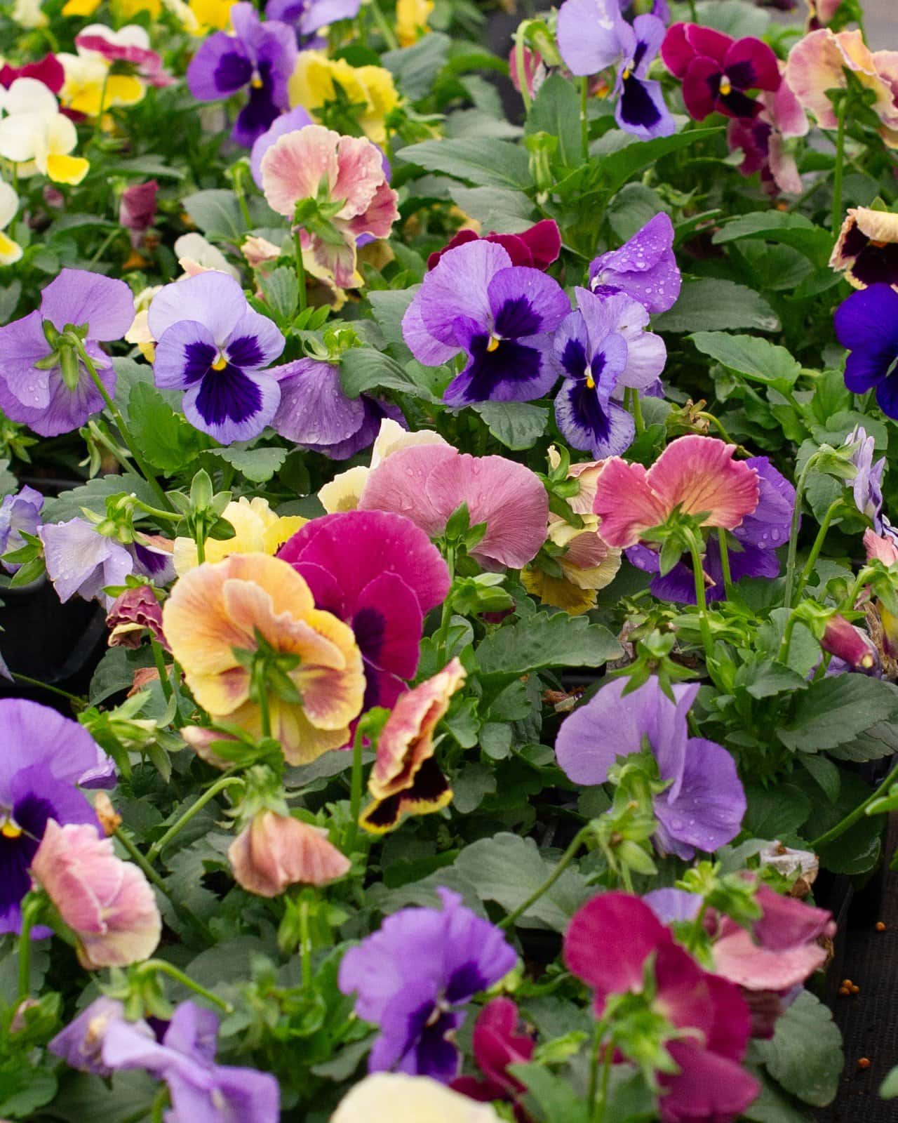 Matrix Coastal Sunrise Mix Pansy - Main Image