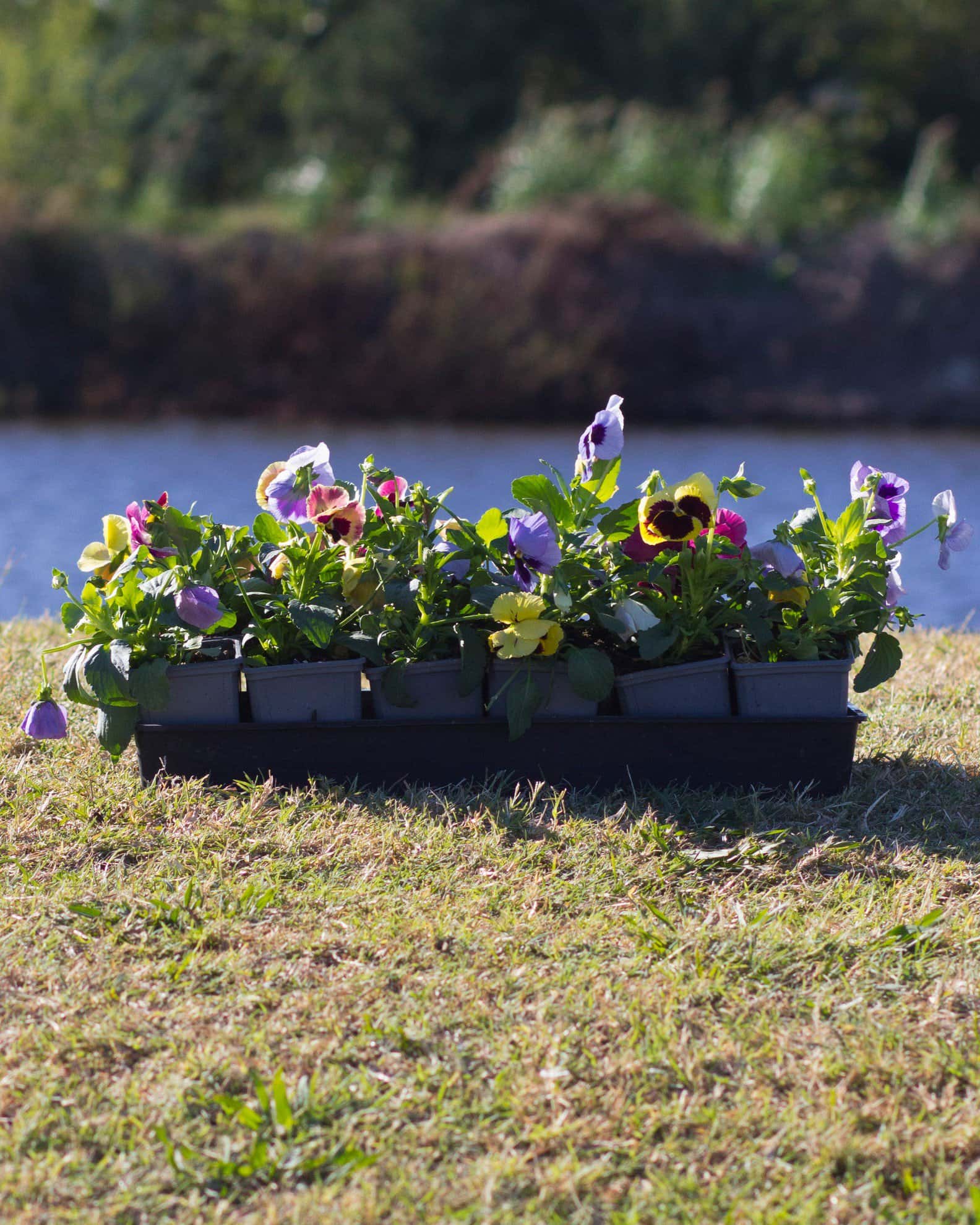 Matrix Coastal Sunrise Mix Pansy - Image 1