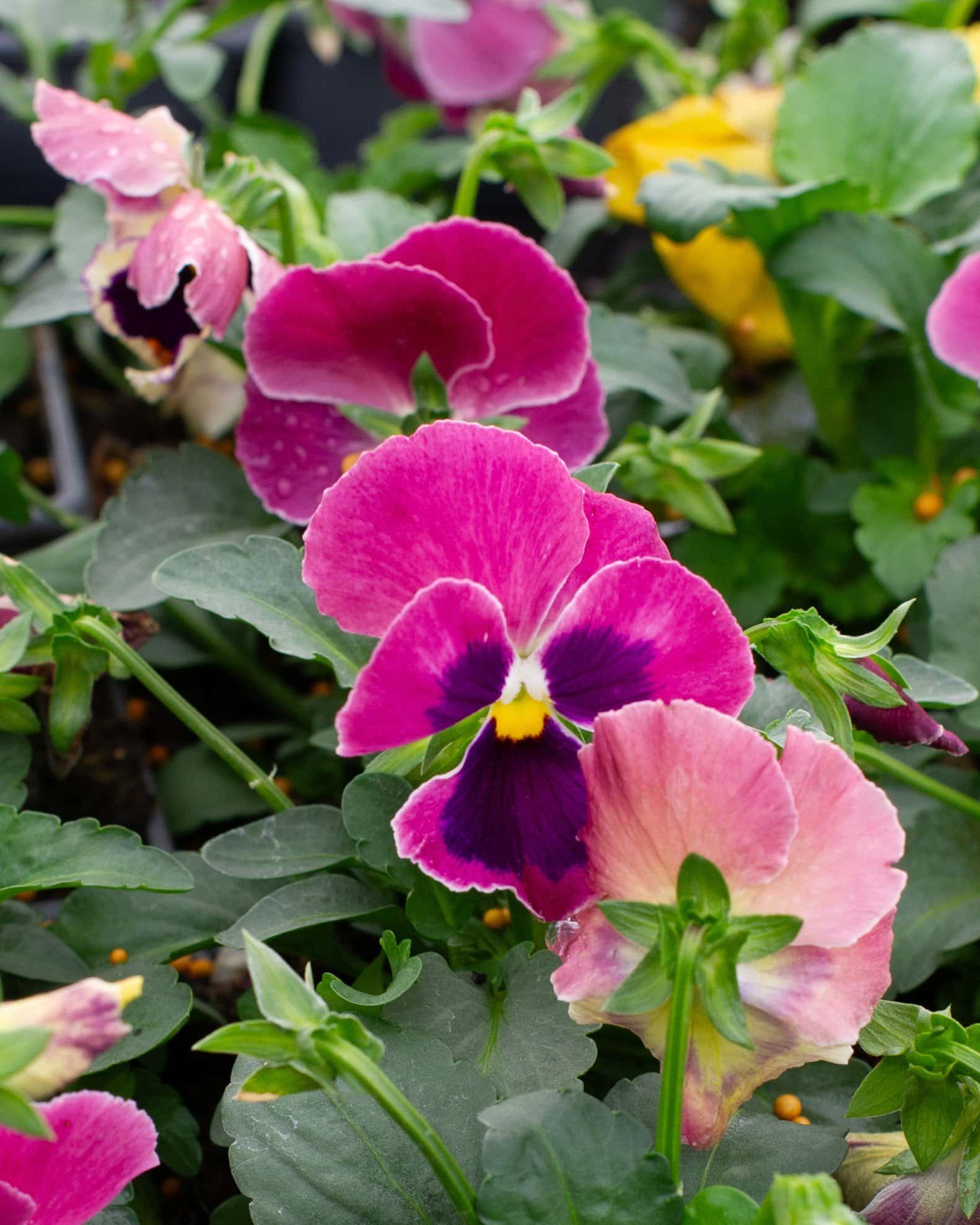 Matrix Coastal Sunrise Mix Pansy - Image 2