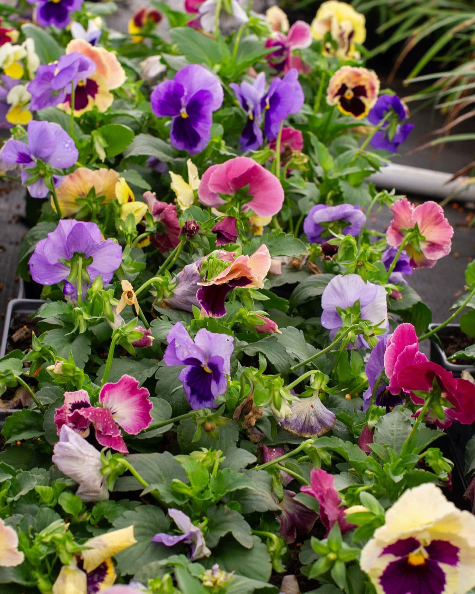 Matrix Coastal Sunrise Mix Pansy - Image 3