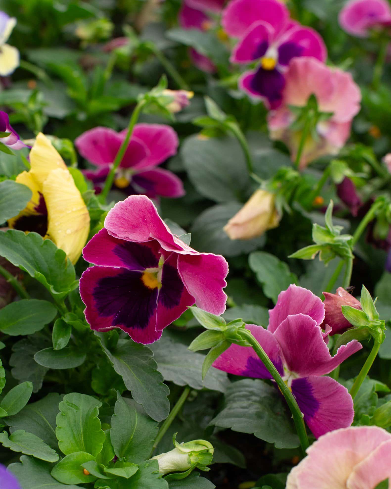 Matrix Coastal Sunrise Mix Pansy - Image 5