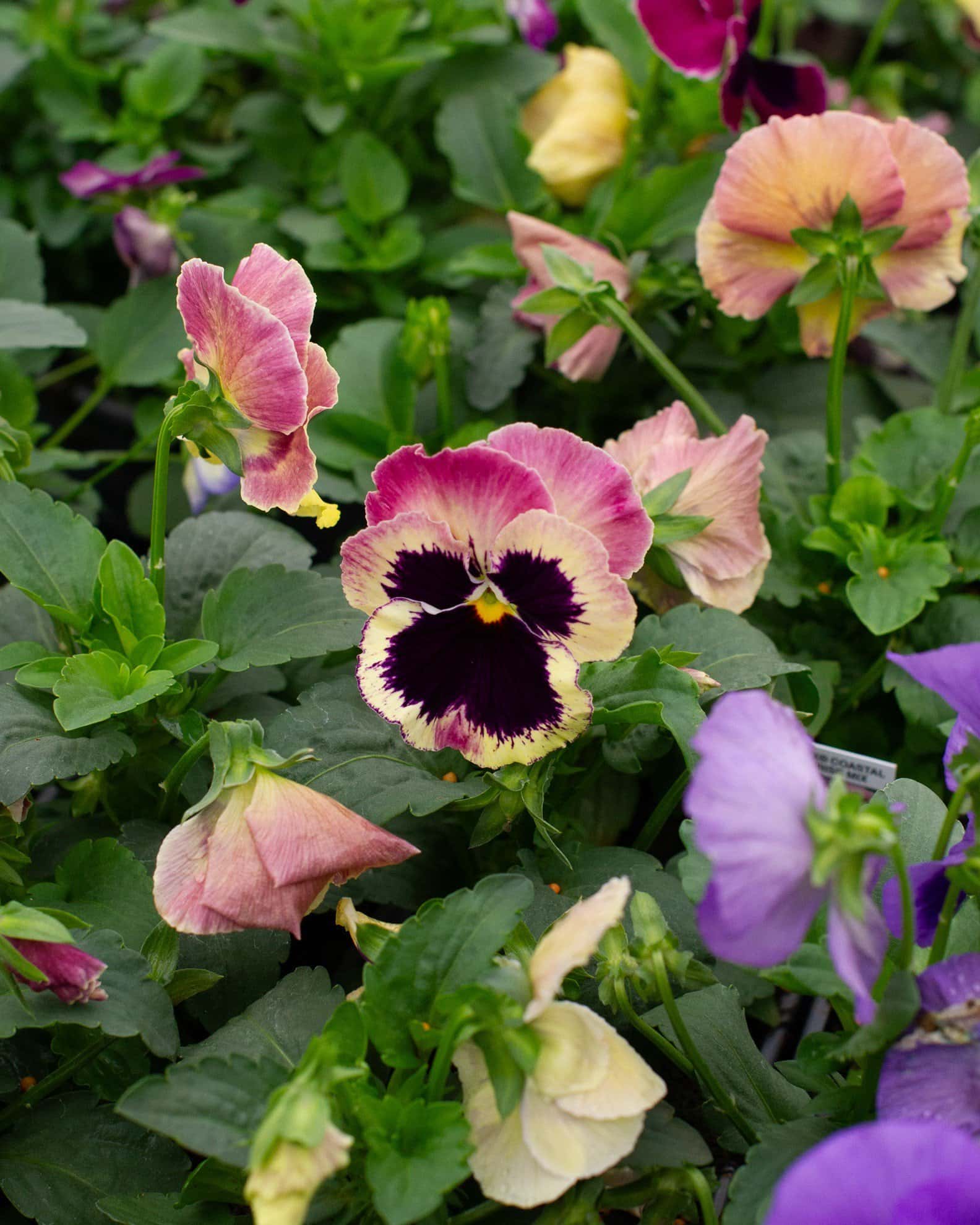 Matrix Coastal Sunrise Mix Pansy - Image 6