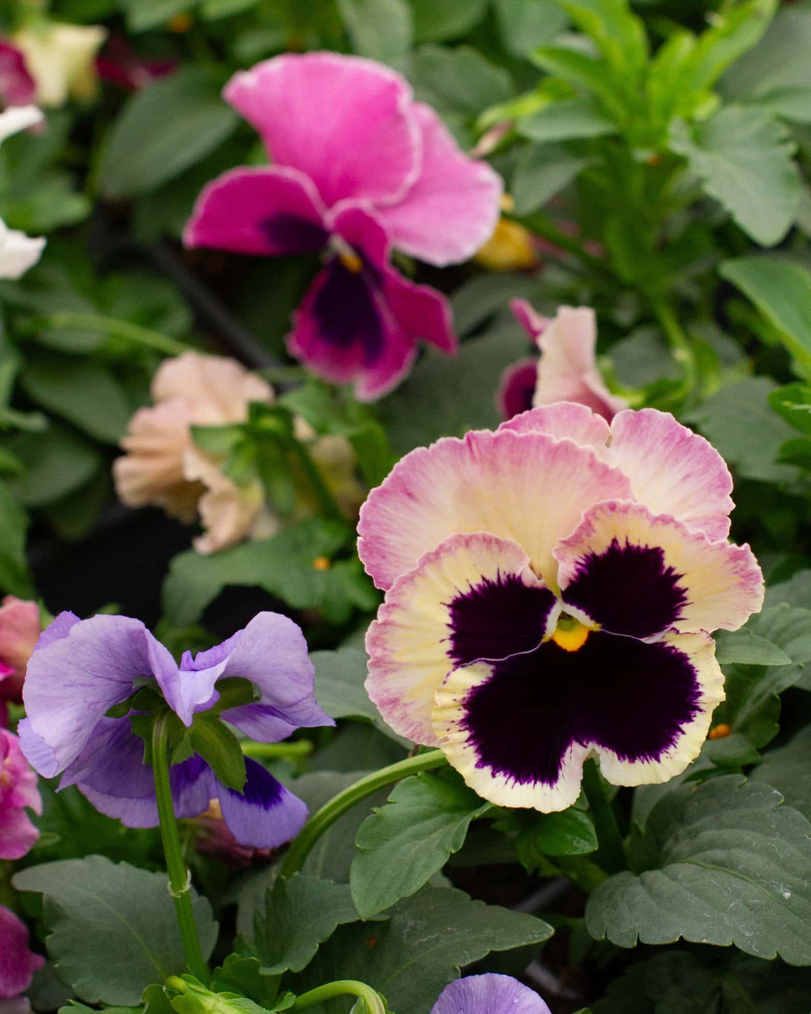 Matrix Coastal Sunrise Mix Pansy - Image 7