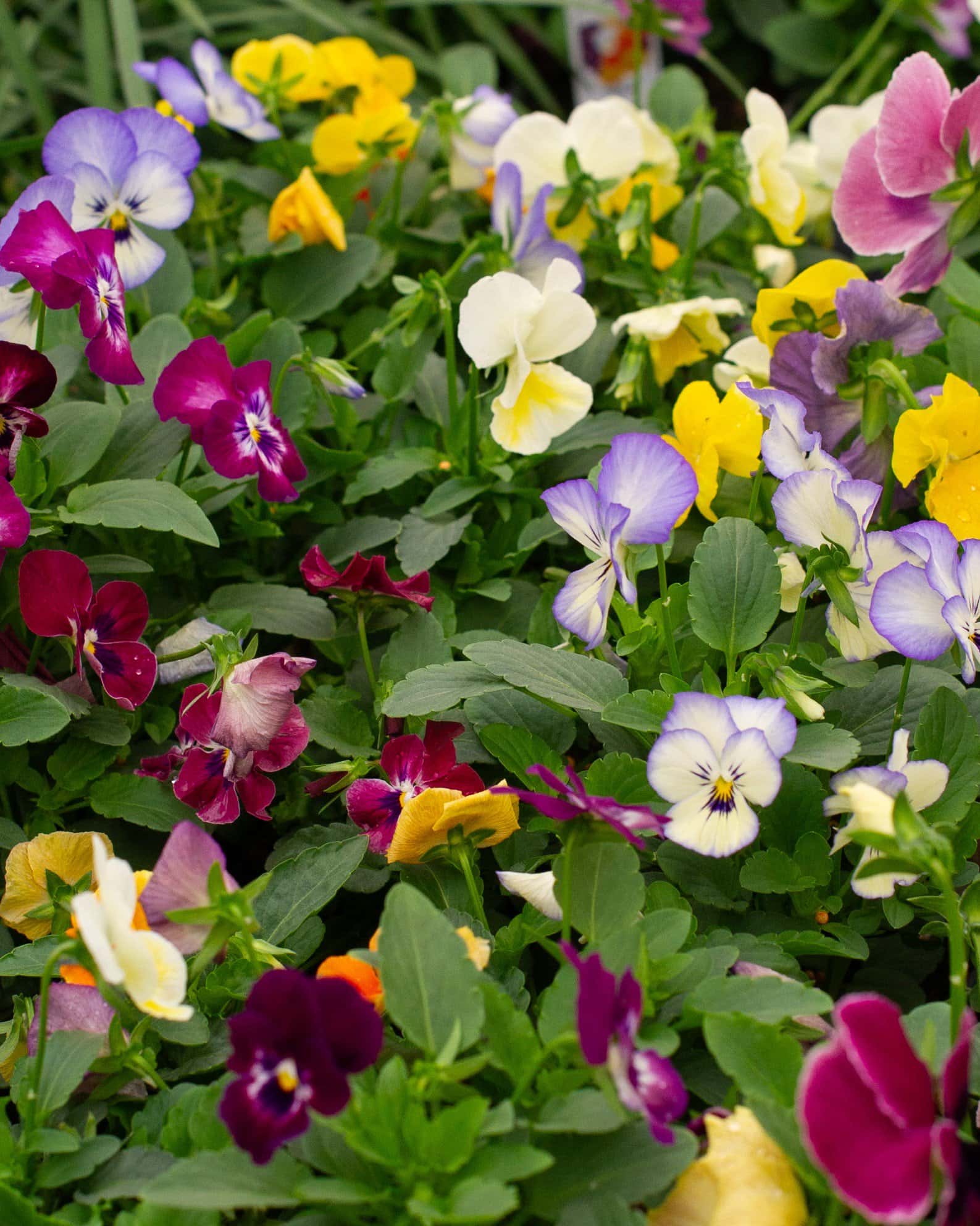 Colormax Mix Viola - Main Image