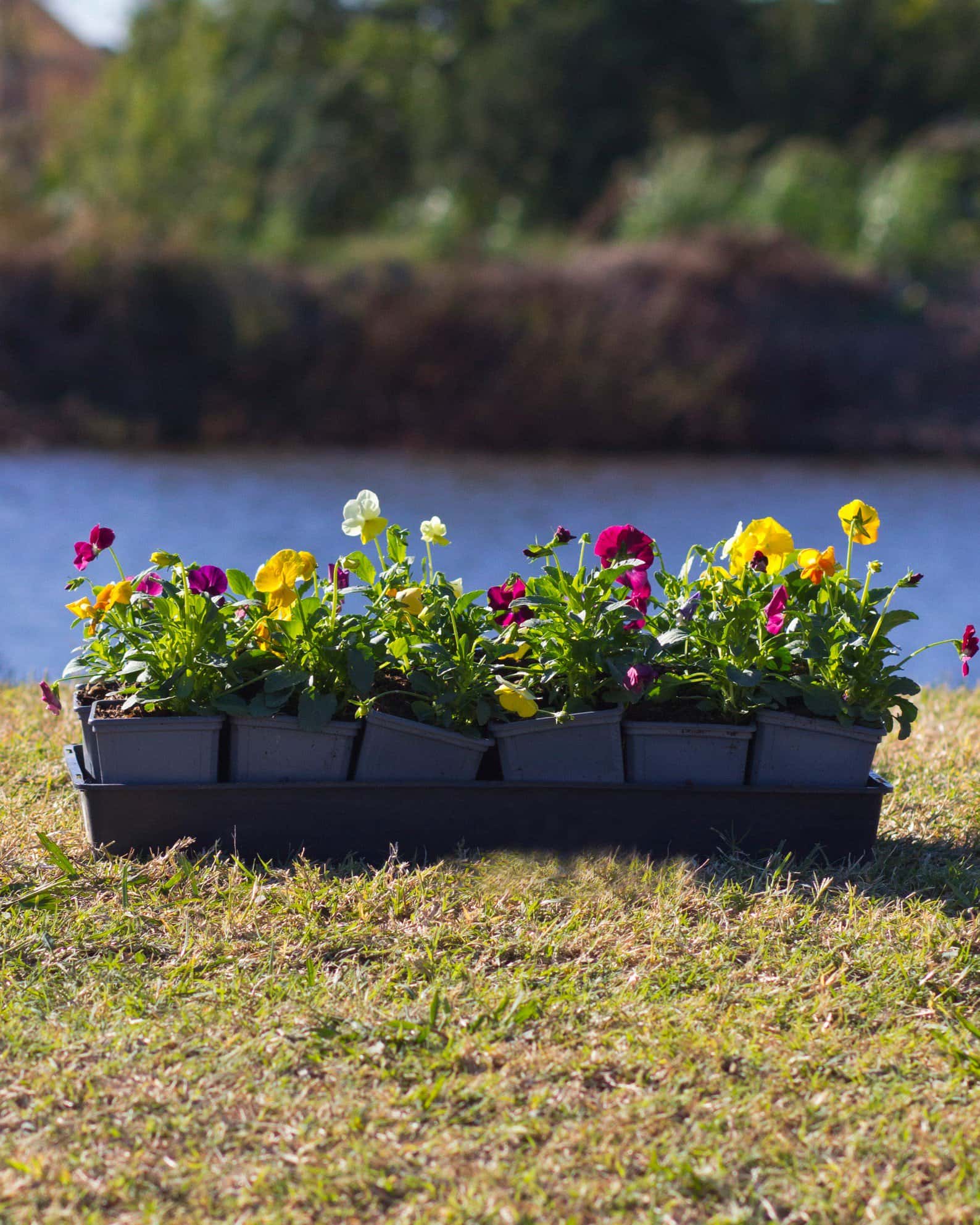 Colormax Mix Viola - Image 1