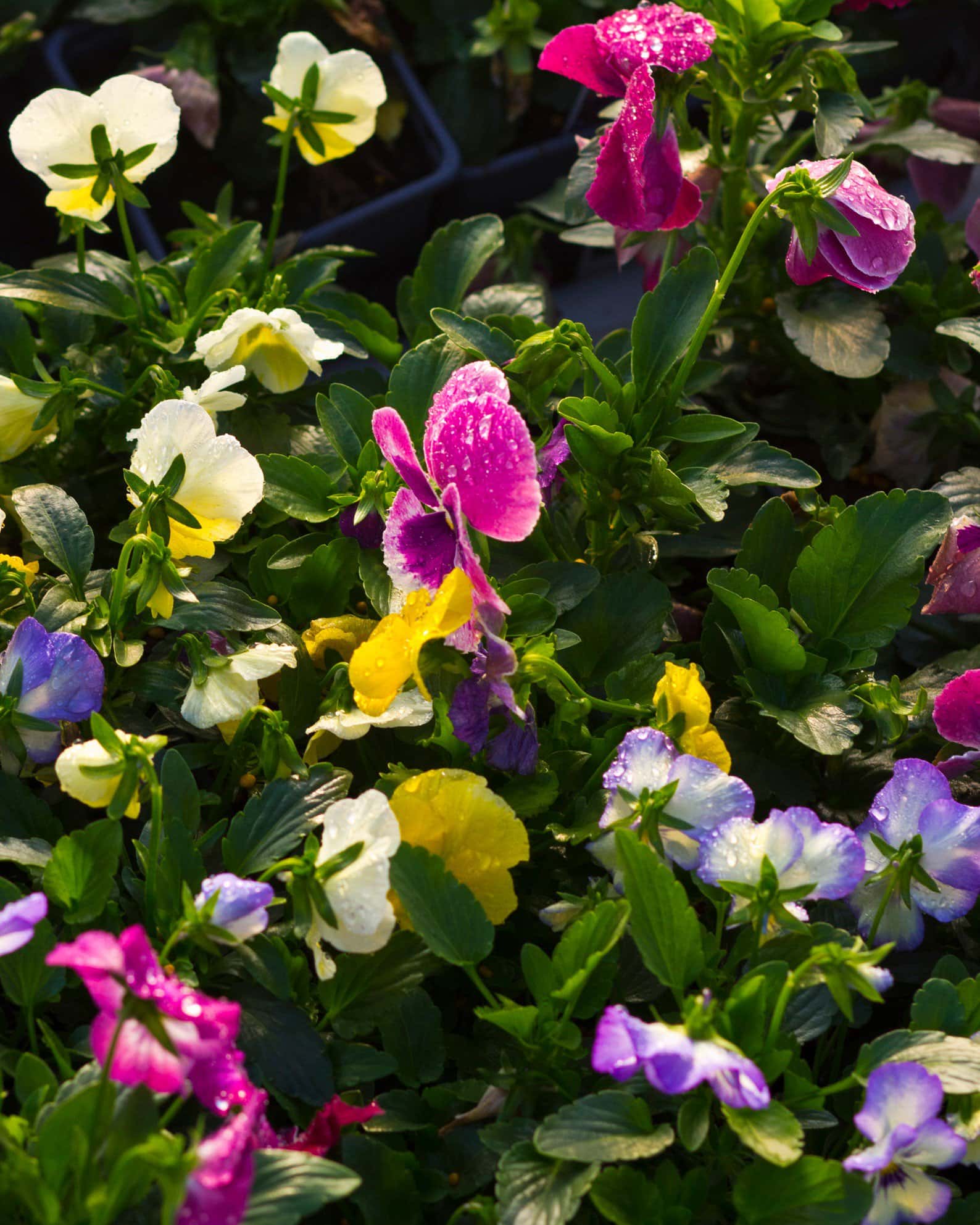 Colormax Mix Viola - Image 2