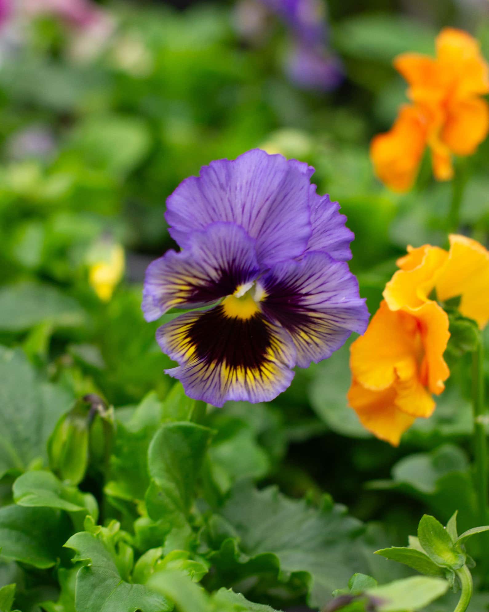 Colormax Mix Viola - Image 4