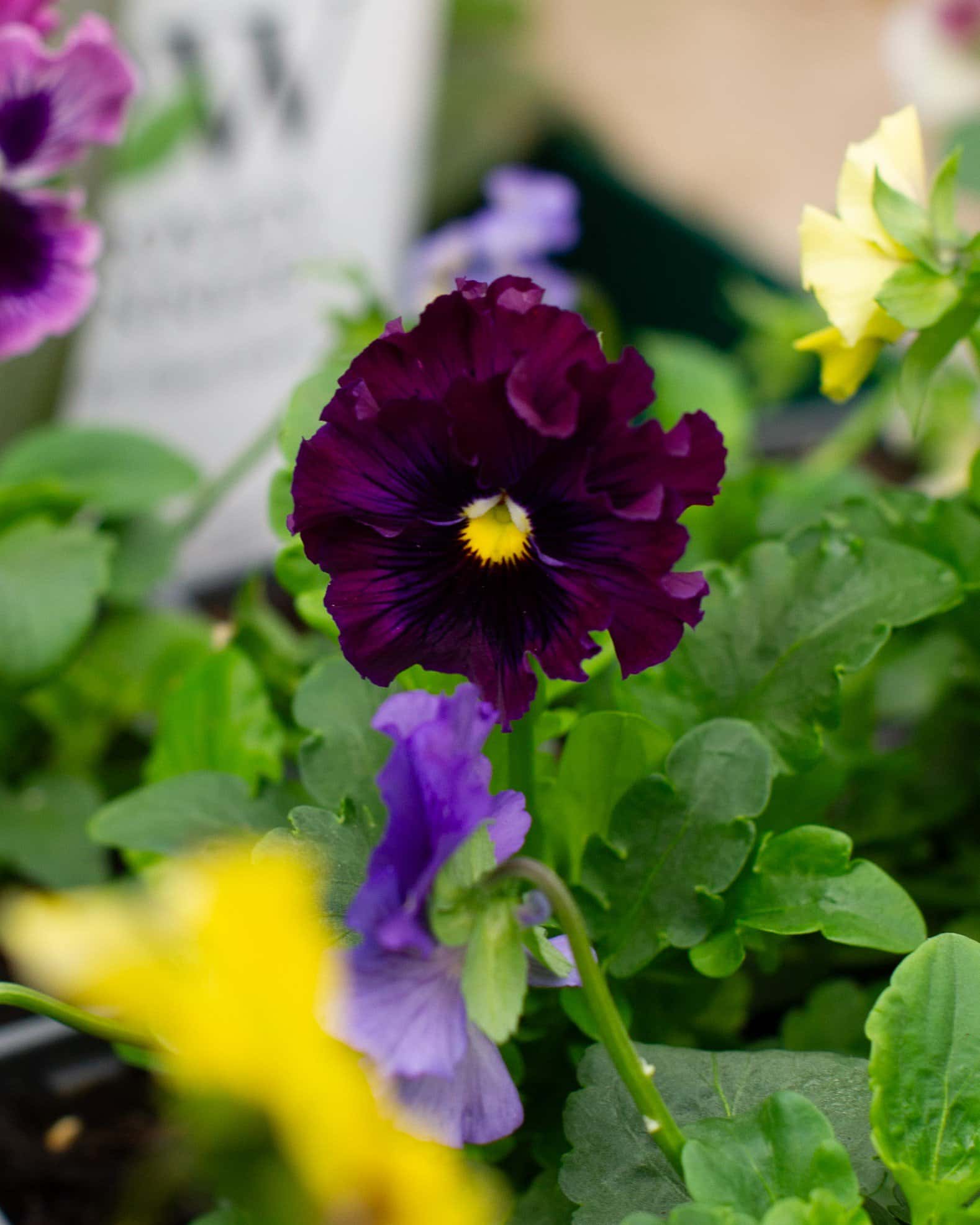 Colormax Mix Viola - Image 5