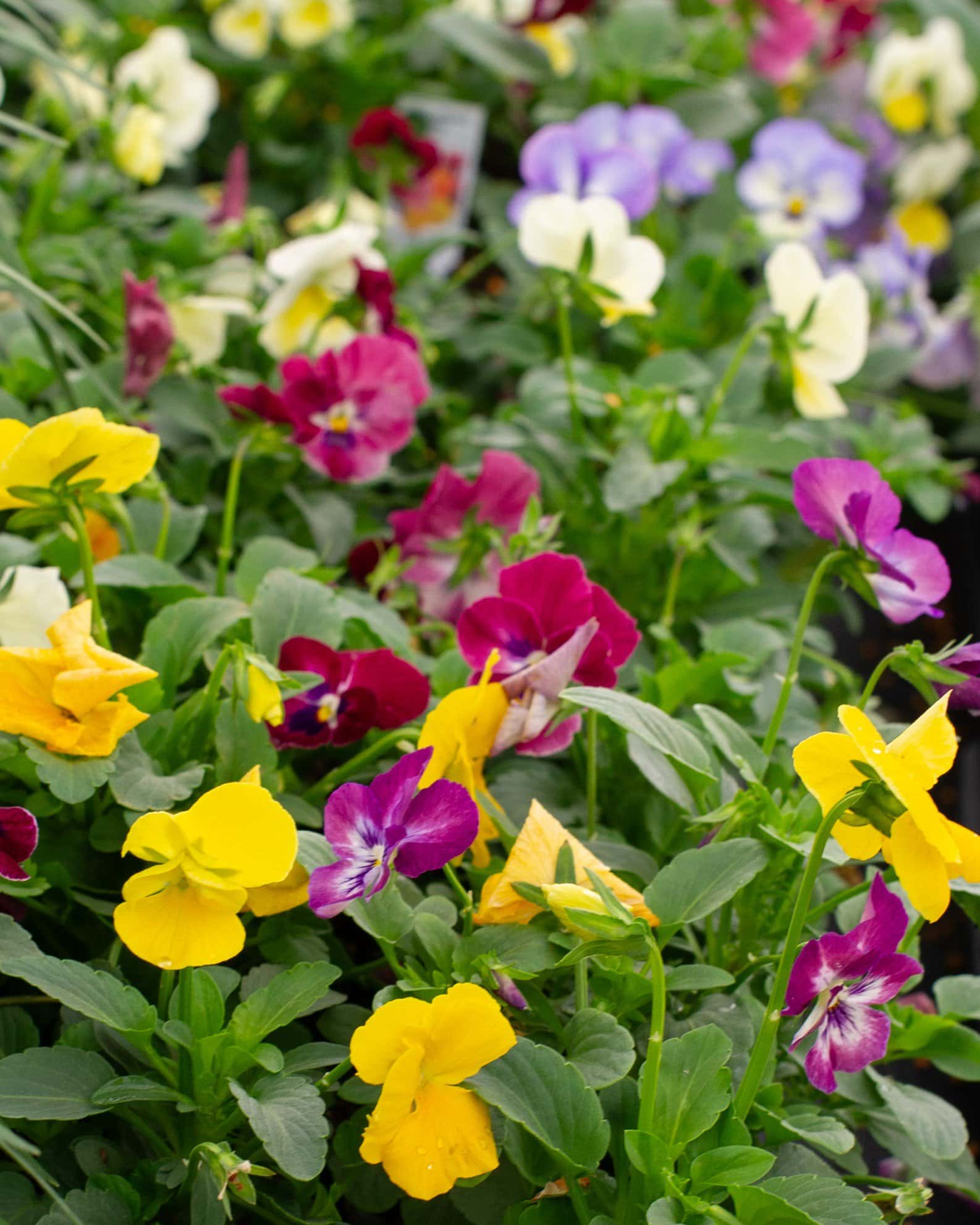 Colormax Mix Viola - Image 6