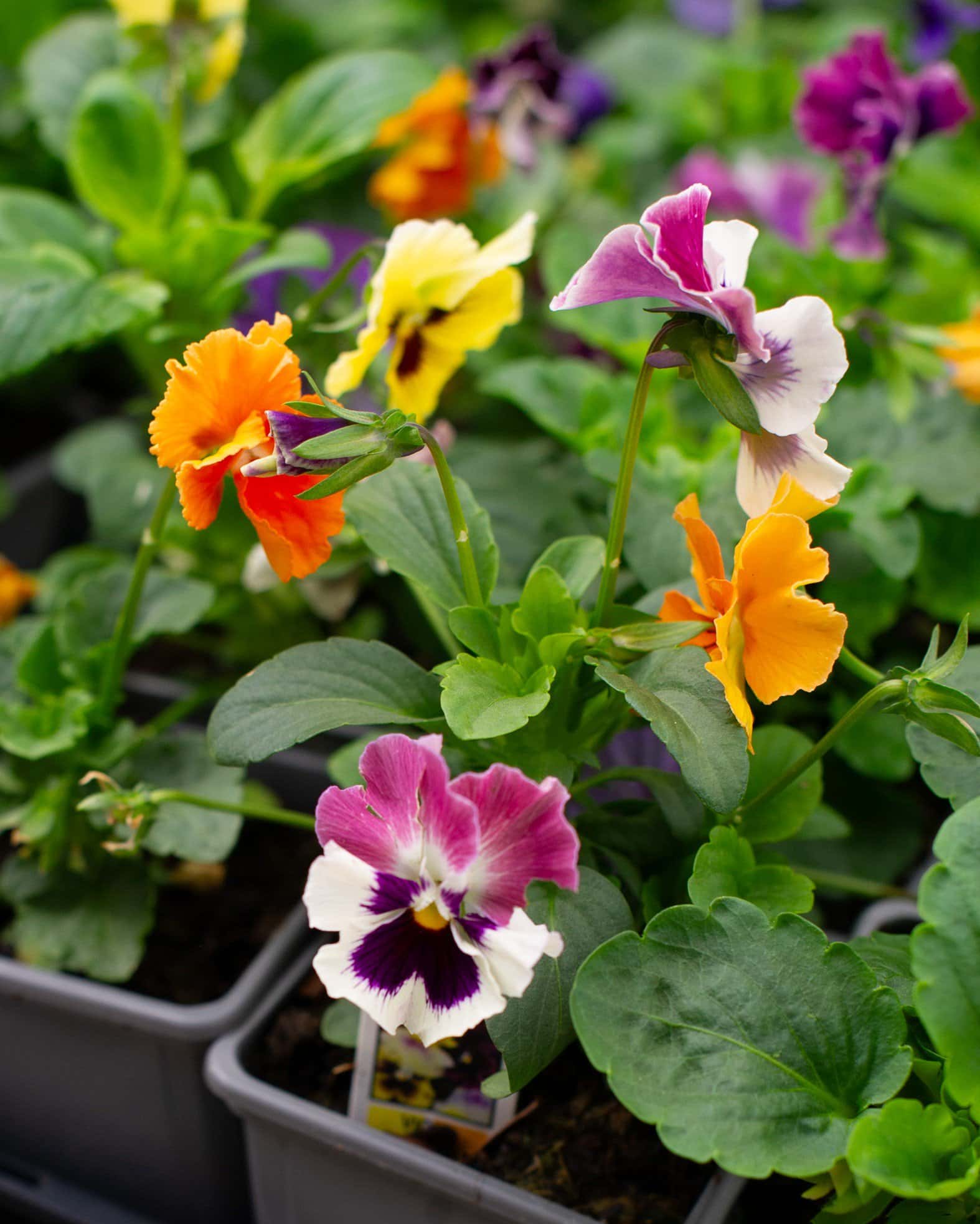 Colormax Mix Viola - Image 7