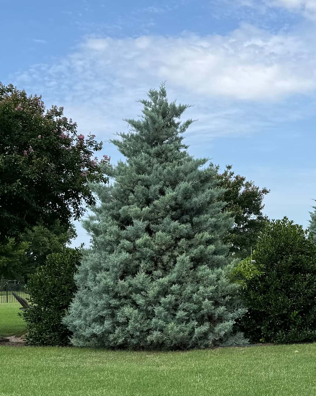 Arizona Cypress Blue Ice | Order Online | Treeland Nursery