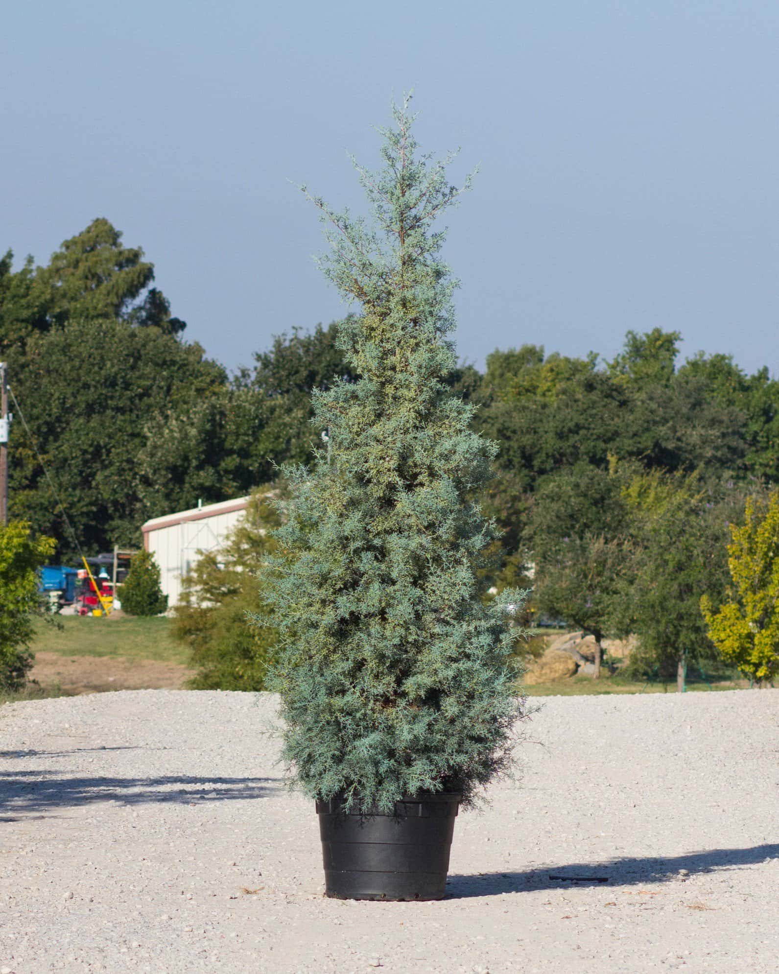 Arizona Cypress Carolina Sapphire - Main Image