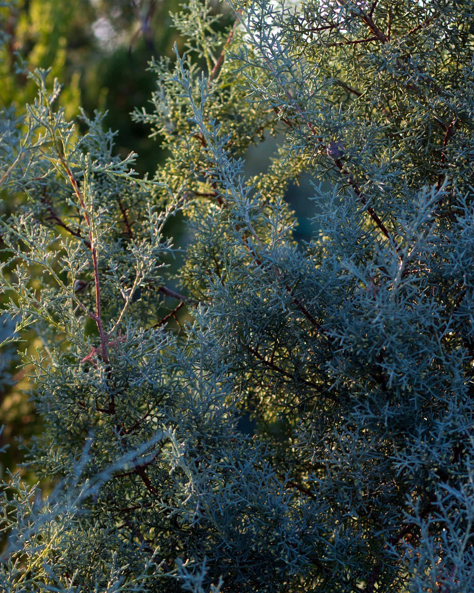 Arizona Cypress Carolina Sapphire - Image 5