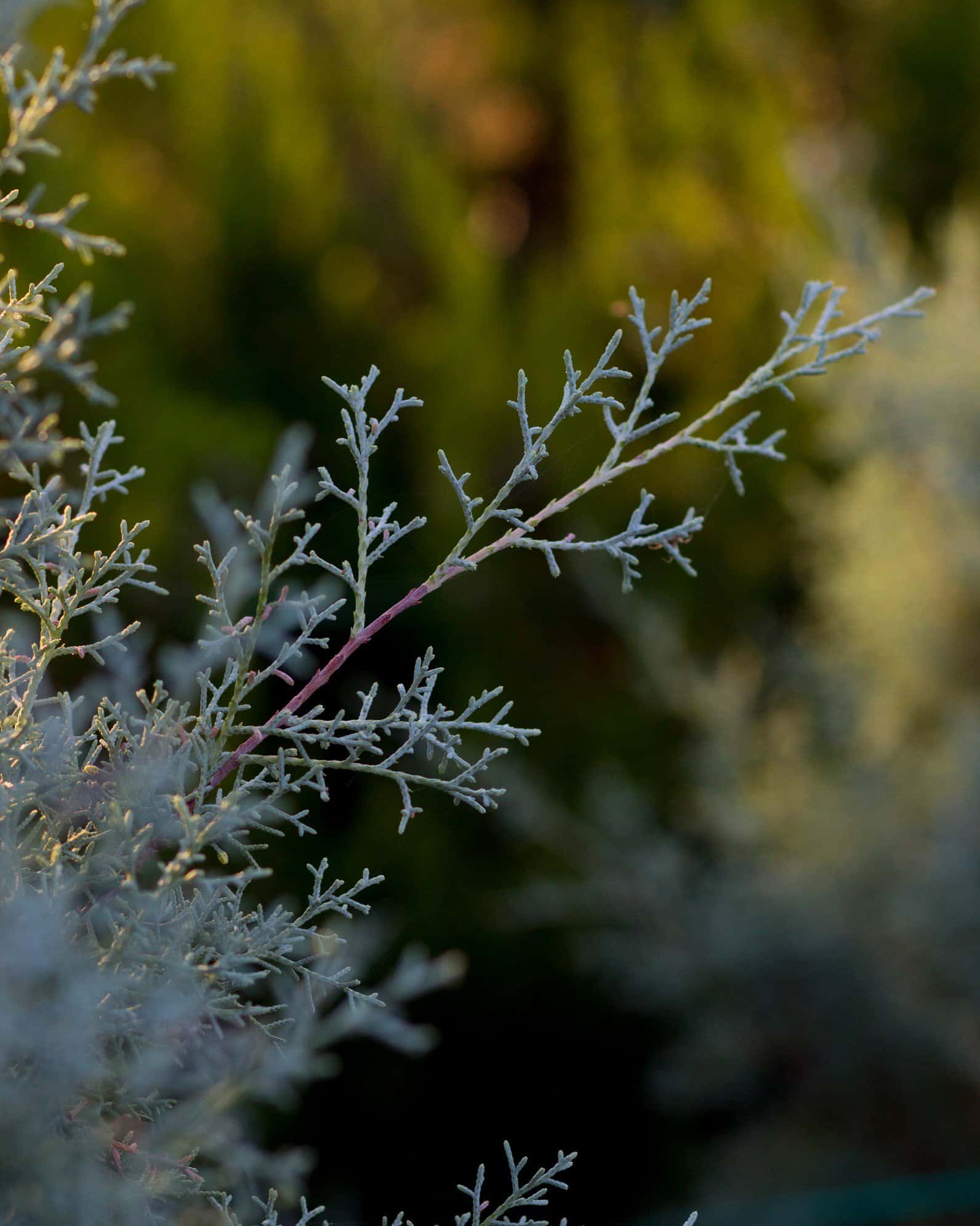 Arizona Cypress Carolina Sapphire - Image 6