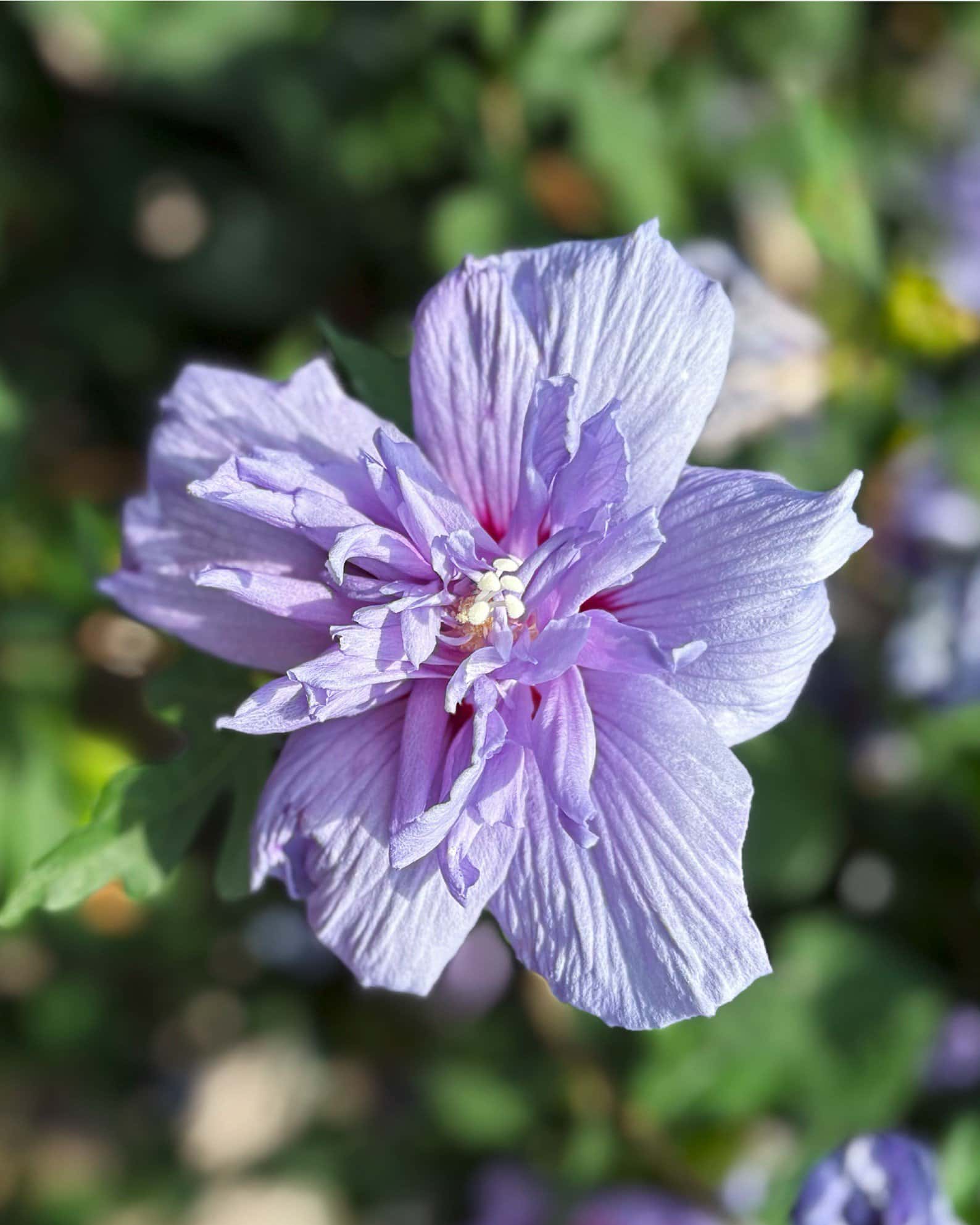Blue Chiffon Althea Tree Form - Image 3