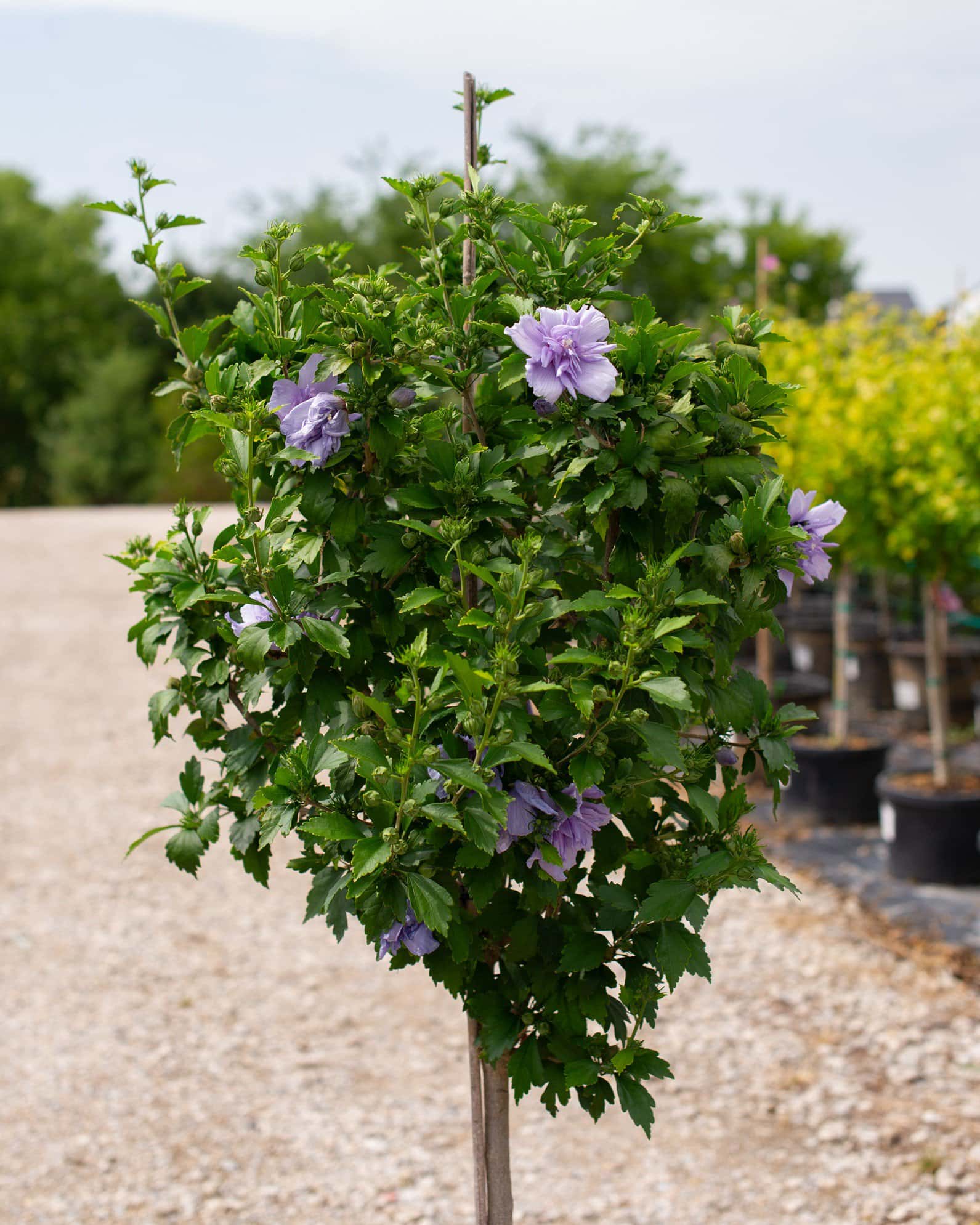 Blue Chiffon Althea Tree Form - Image 4