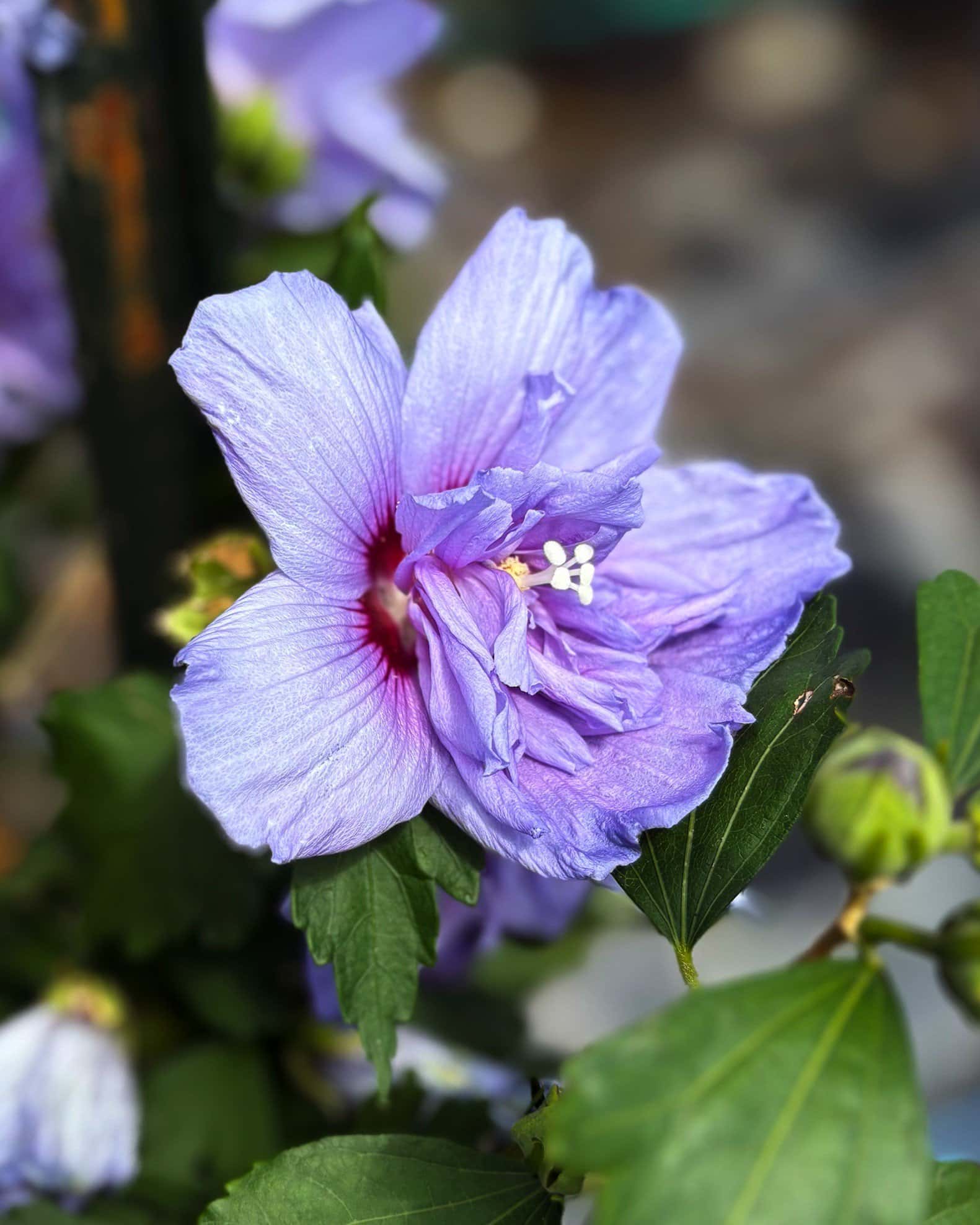 Blue Chiffon Althea Tree Form - Image 5