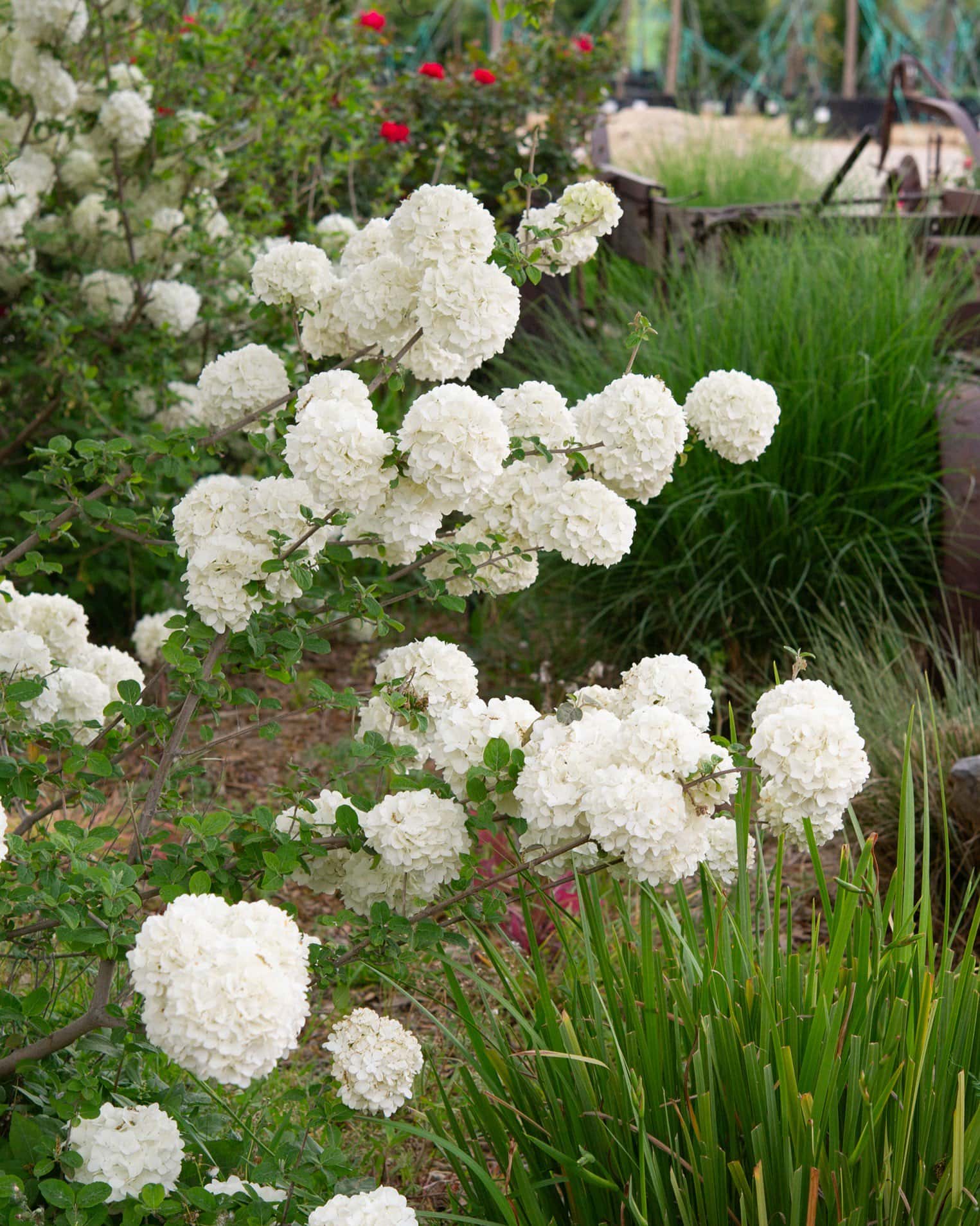 Chinese Snowball Viburnum - Image 6