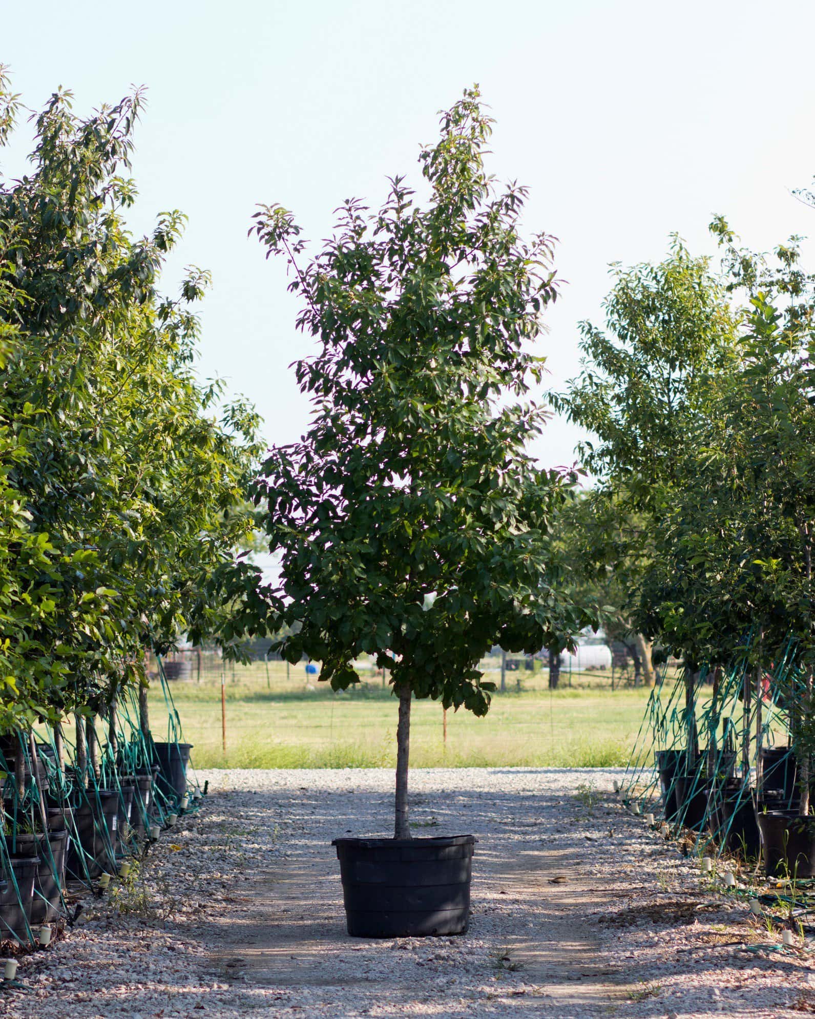 Chinquapin Oak - Main Image