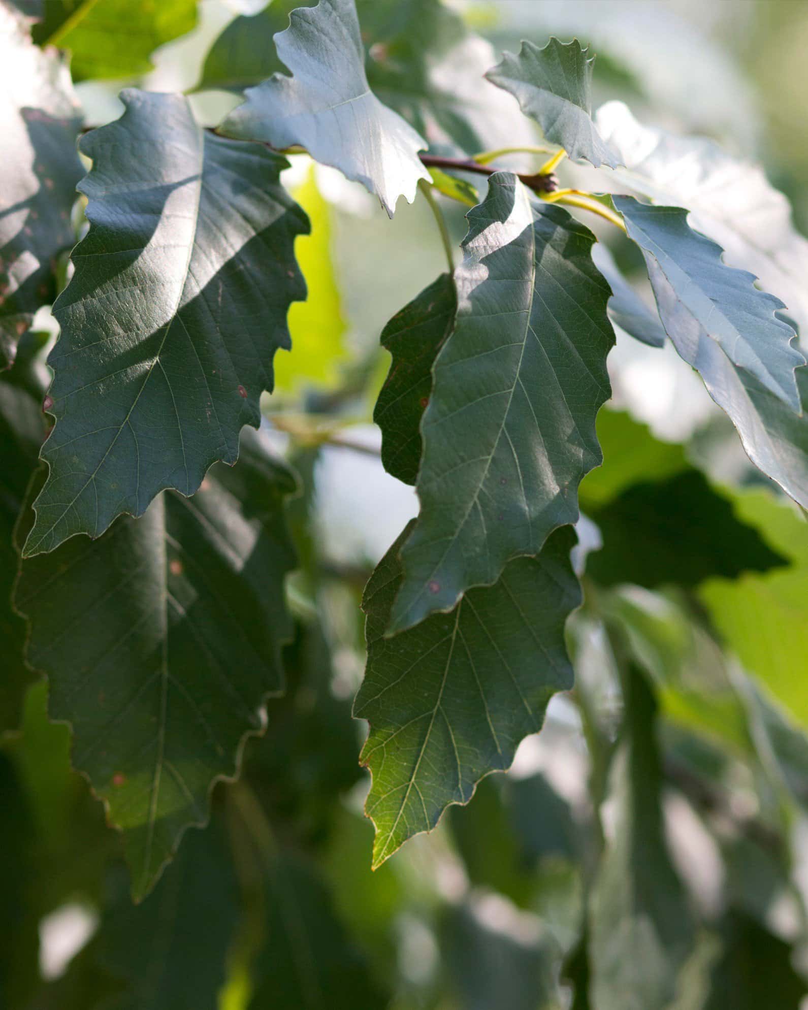 Chinquapin Oak - Image 5