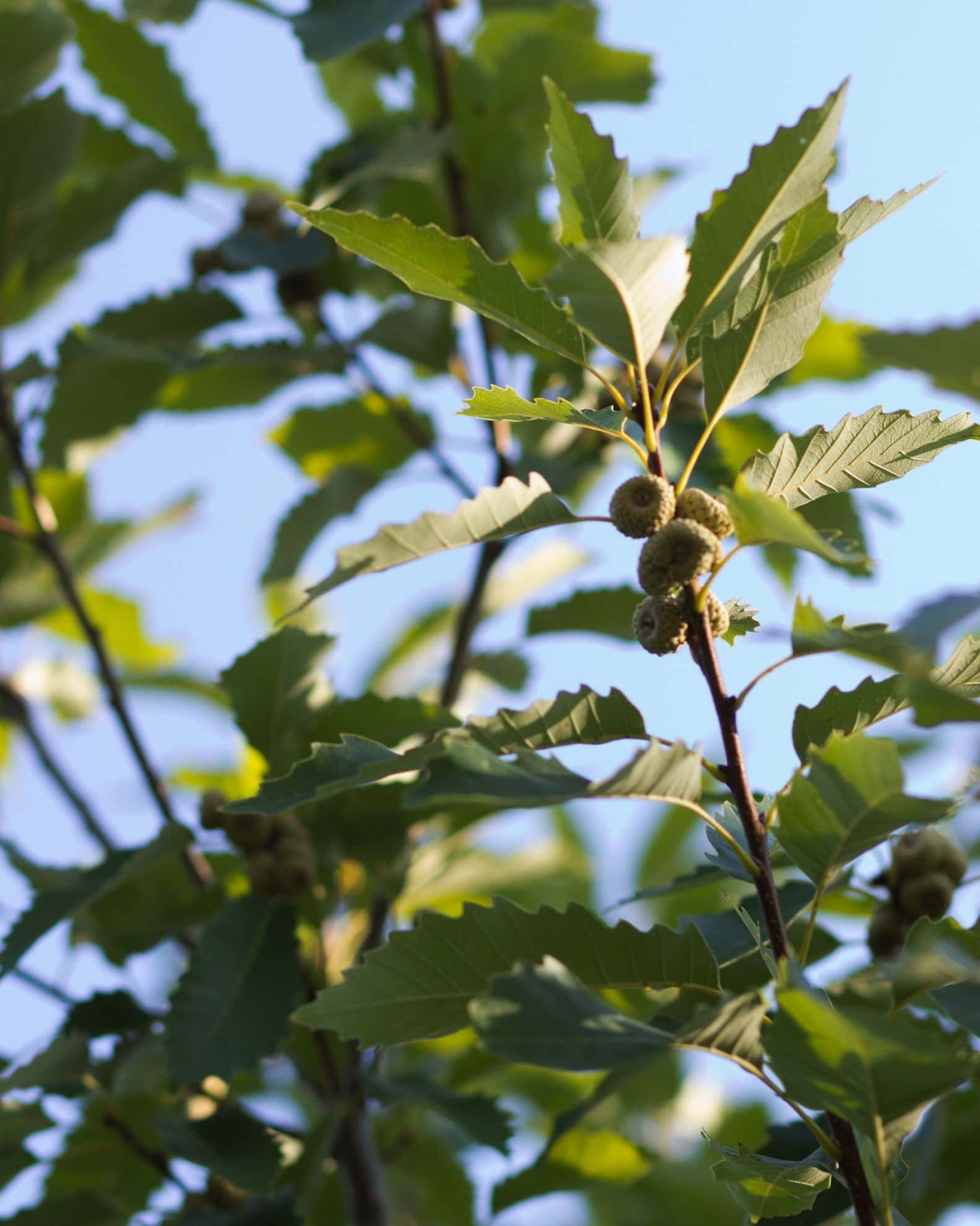 Chinquapin Oak - Image 6