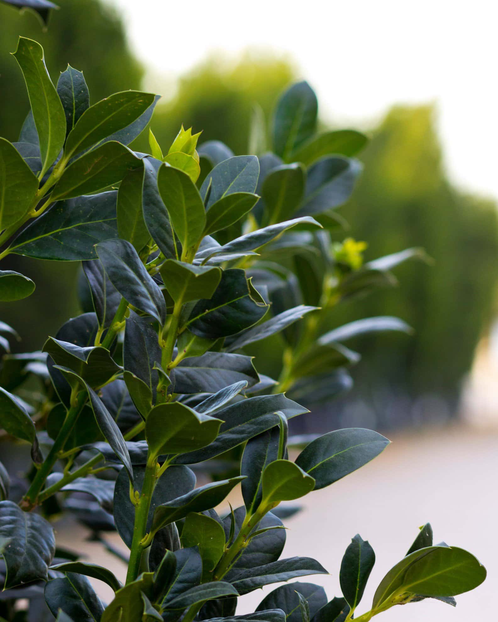 Christmas Jewel Holly - Image 4