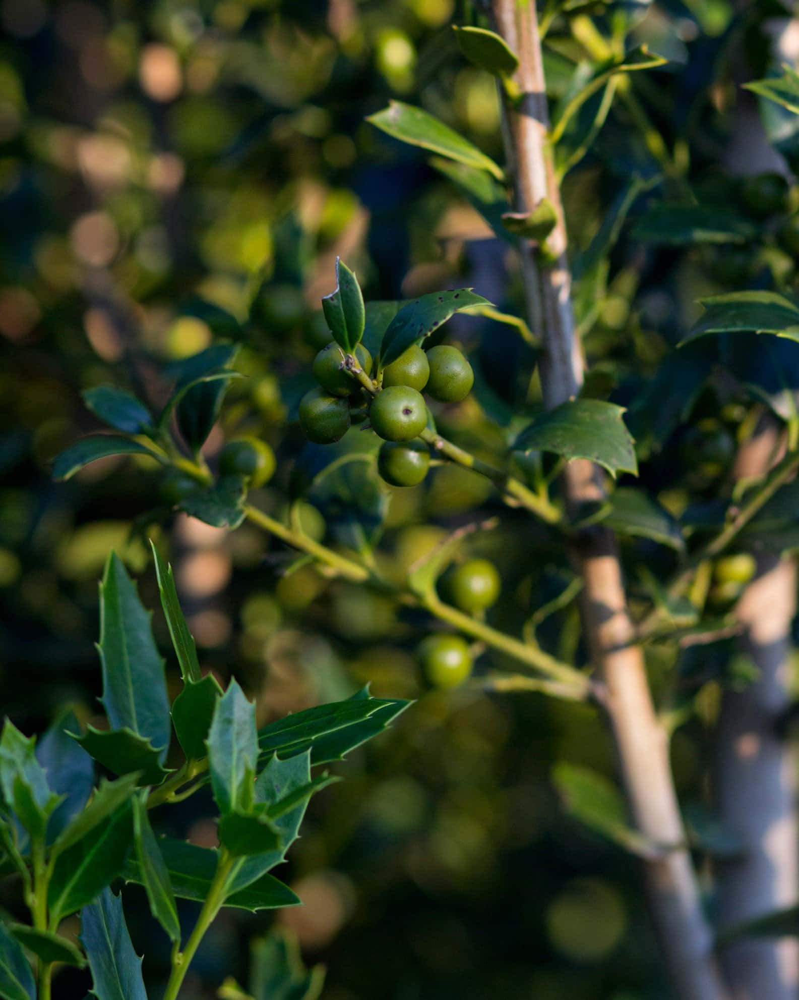 Christmas Jewel Holly - Image 6