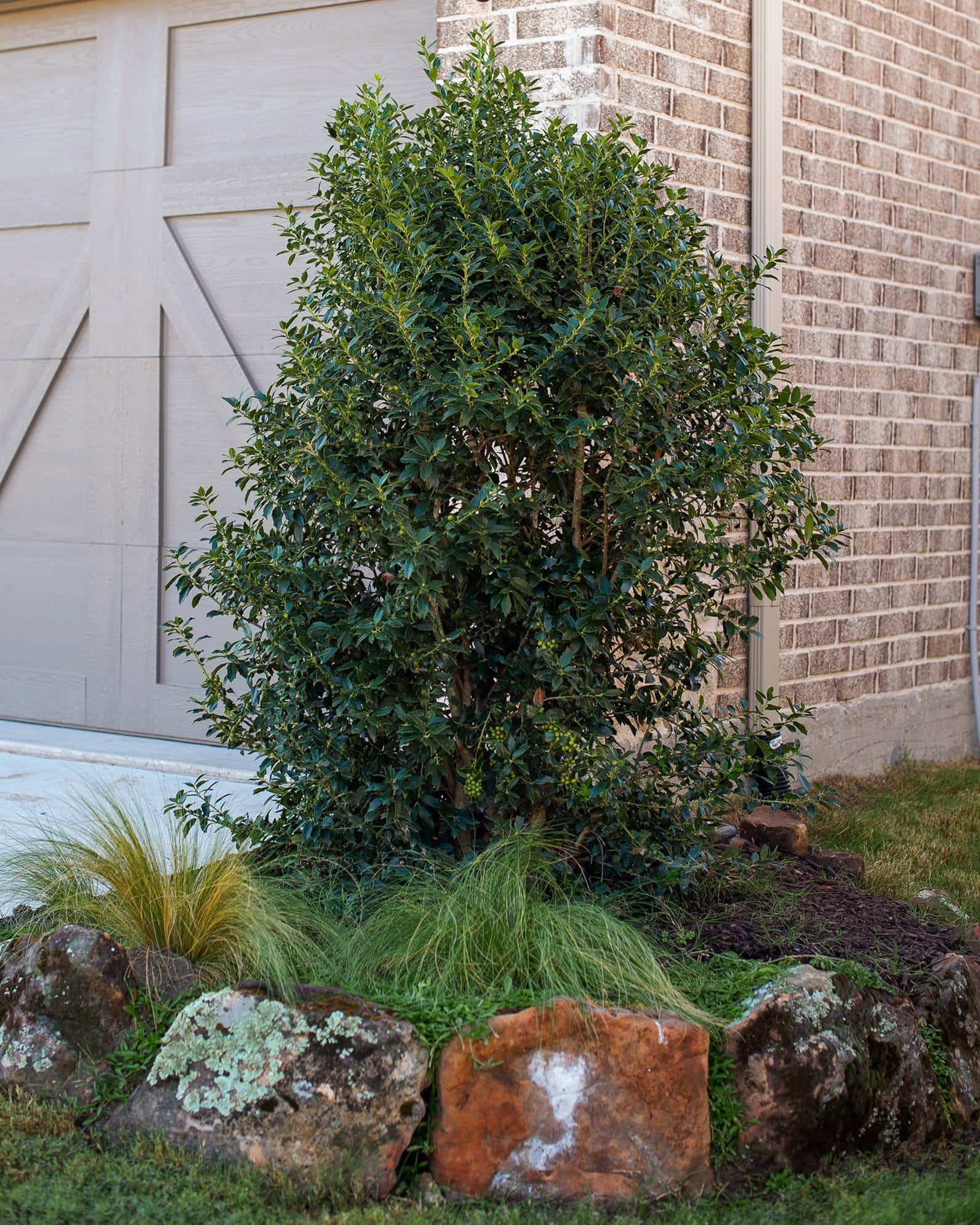 Christmas Jewel Holly - Image 7