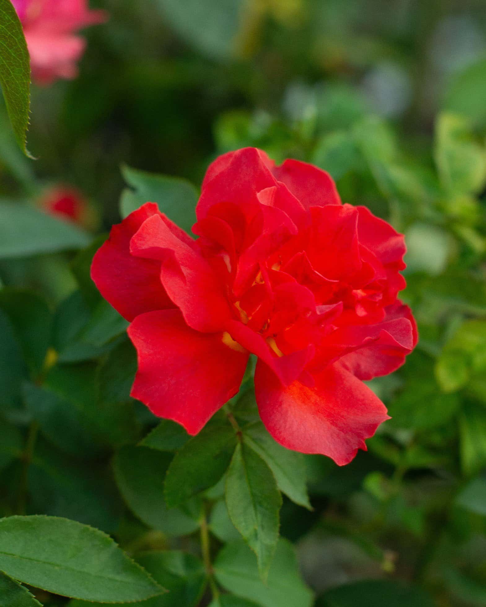 Cinco de Mayo Rose - Image 5