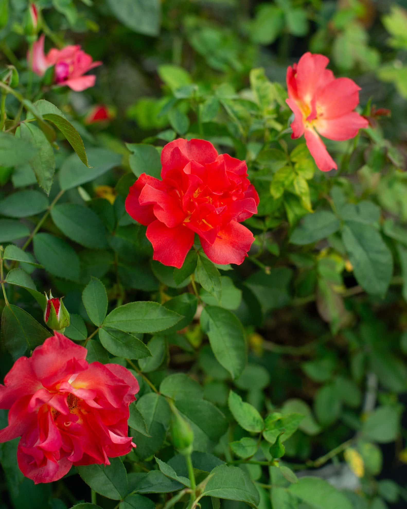 Cinco de Mayo Rose - Image 7