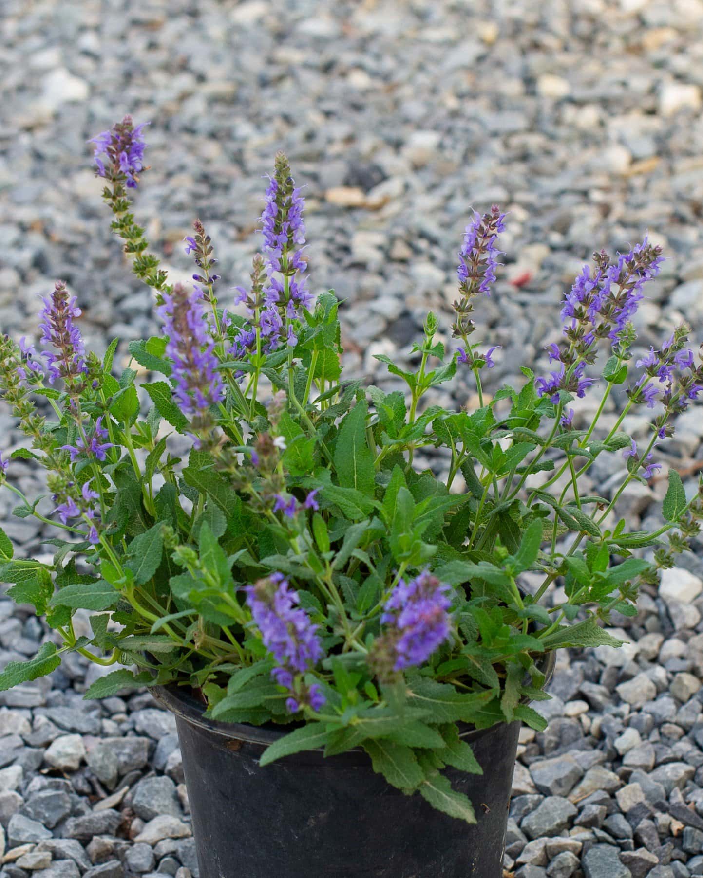 Blue Hill Salvia - Main Image