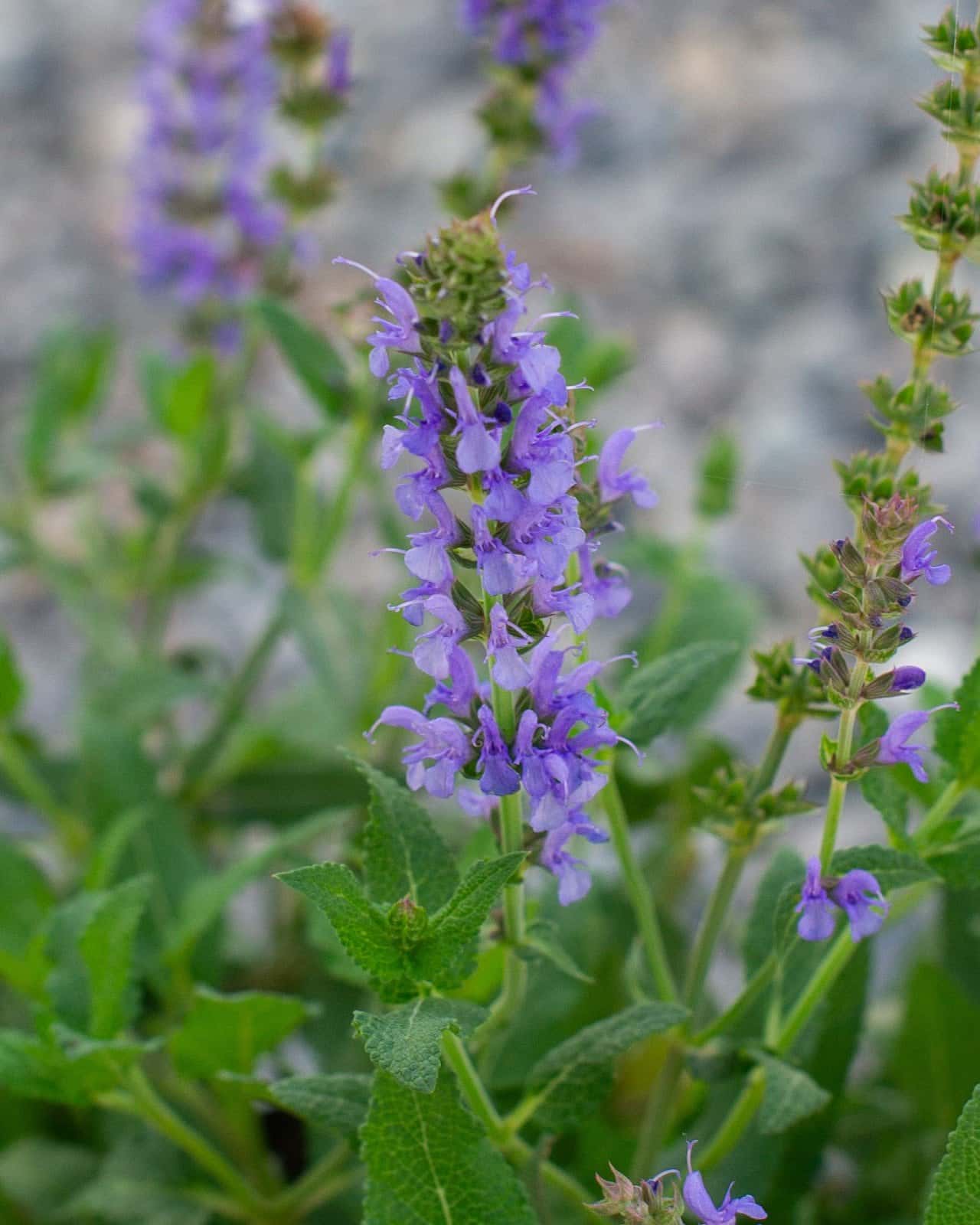 Blue Hill Salvia - Image 3